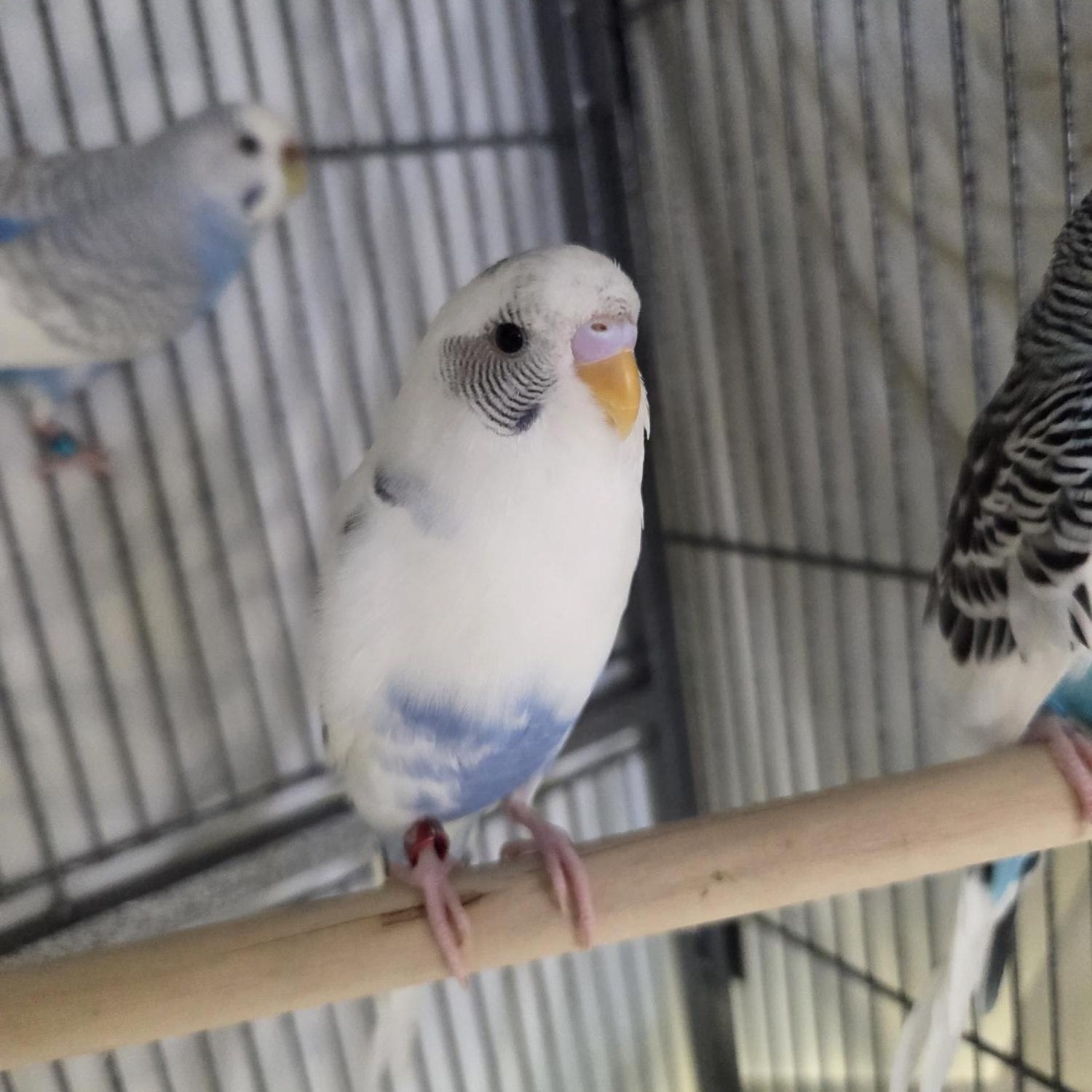 Enlarge Parakeets (Vito, Fredo, and Kay), a ADOPTABLE Parakeet (Other) in Iowa City, IA image 2/4