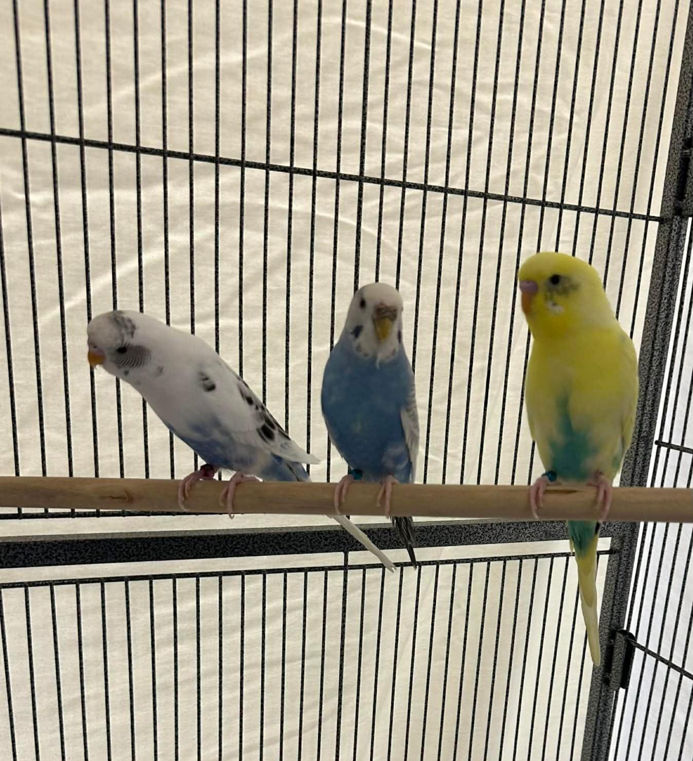 Parakeets (Vito, Fredo, and Kay), ADOPTABLE, Adult Male Parakeet (Other).