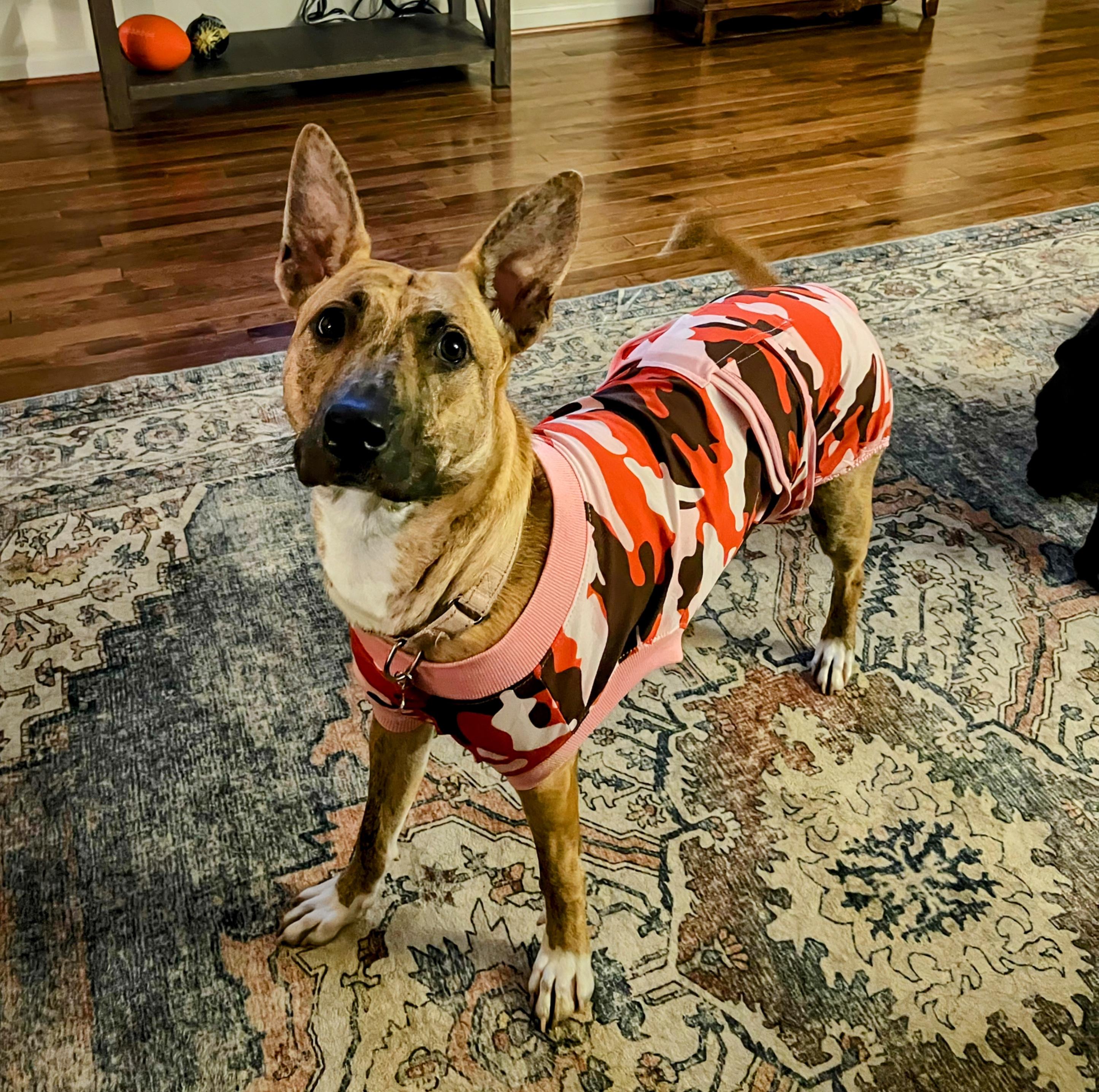 Beth, Adoptable, Young Female Mixed Breed.