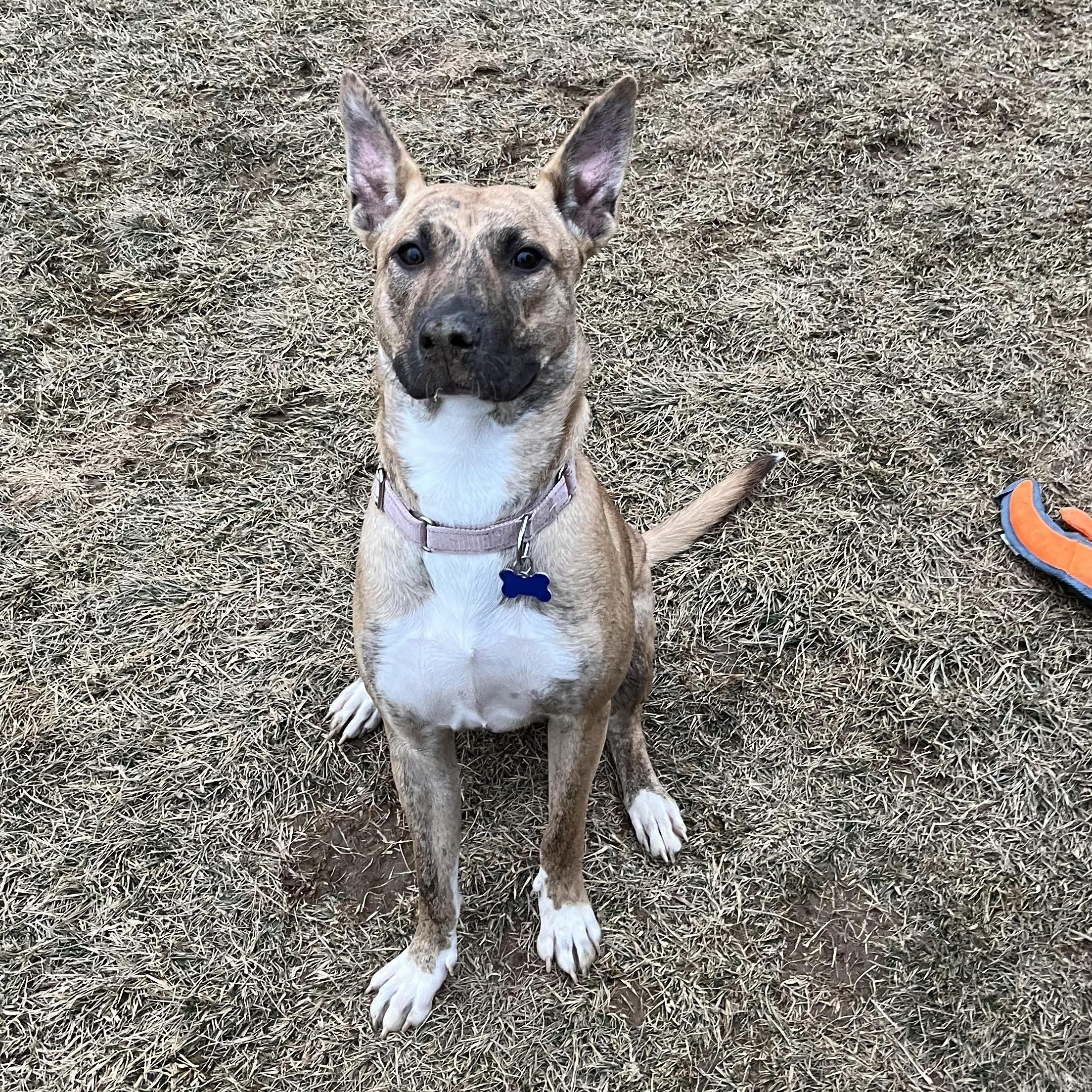 Enlarge Beth, a Adoptable Mixed Breed in Columbia, MD image 2/6