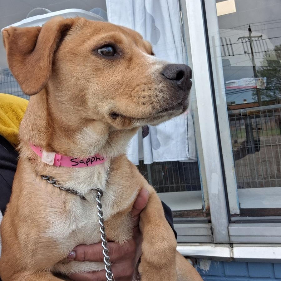 Enlarge Sapphire, an adoptable mixed breed in Parma, OH image 2/3