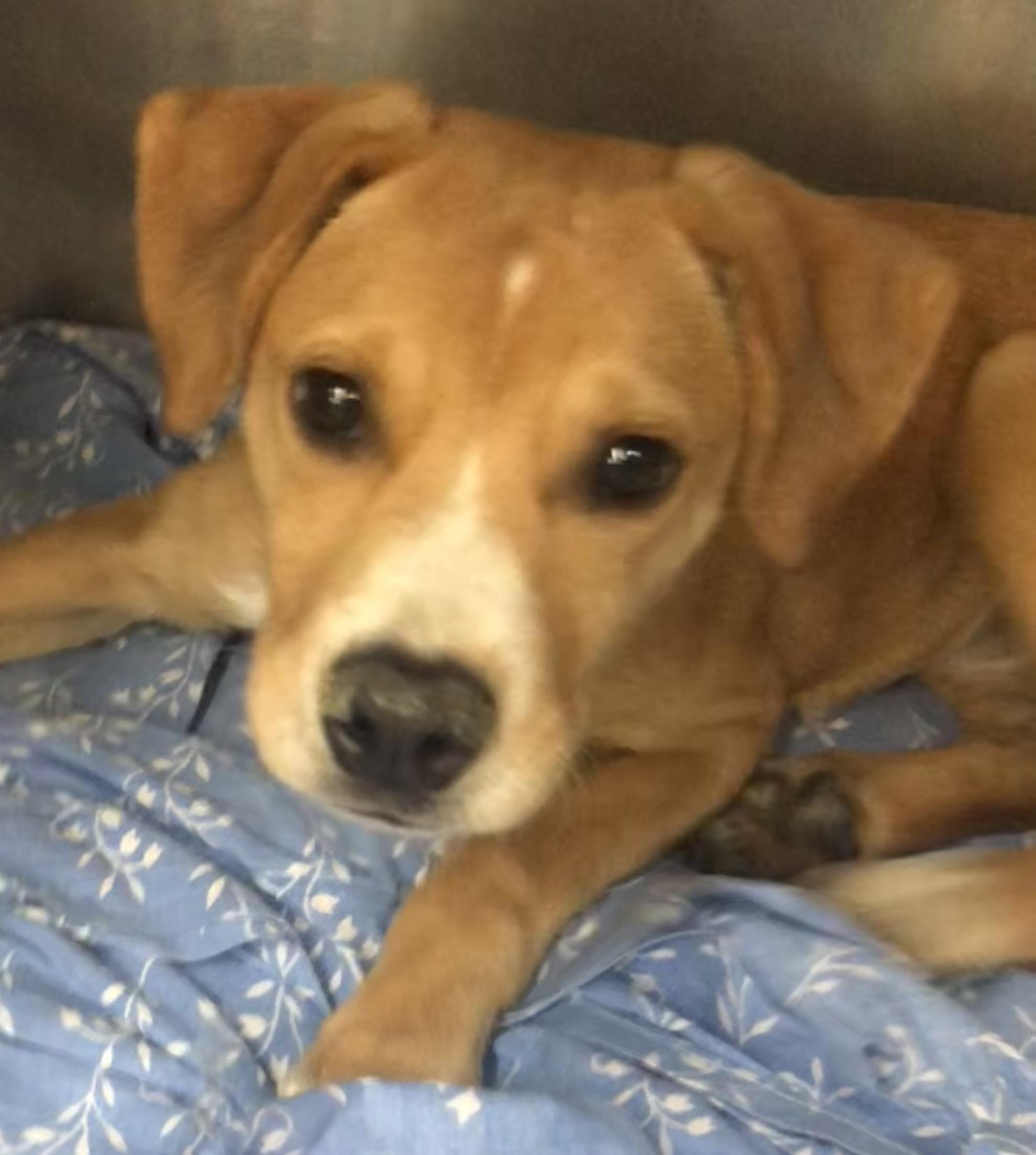 Enlarge Sapphire, an adoptable mixed breed in Parma, OH image 3/3