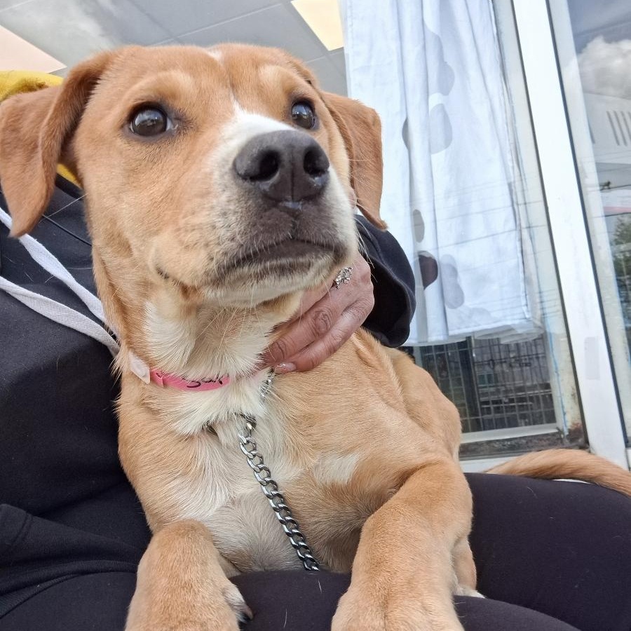 Enlarge Sapphire, an adoptable mixed breed in Parma, OH image 1/3
