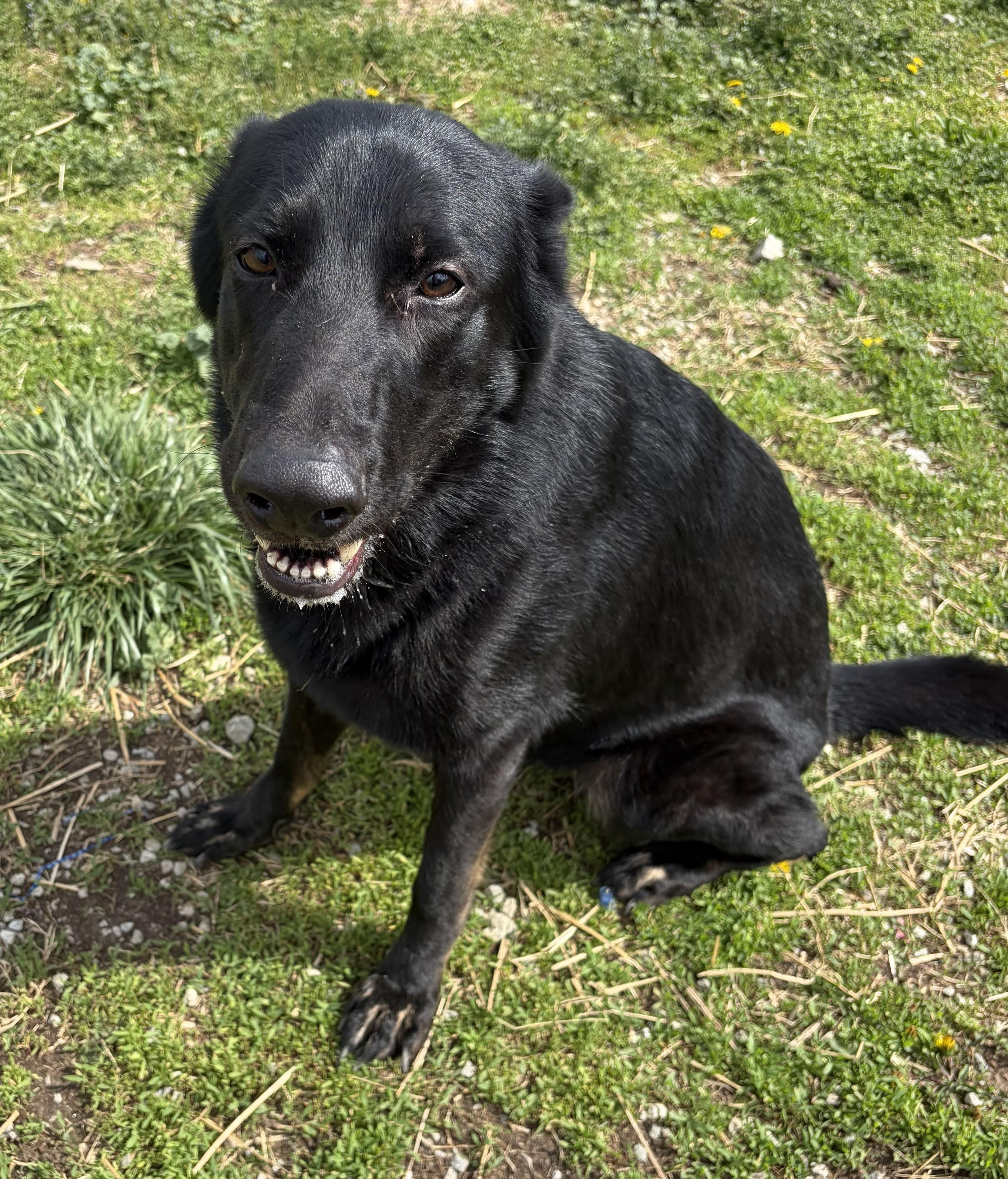 Enlarge Kira, a Adoptable German Shepherd Dog in Mount Sterling, KY image 2/5