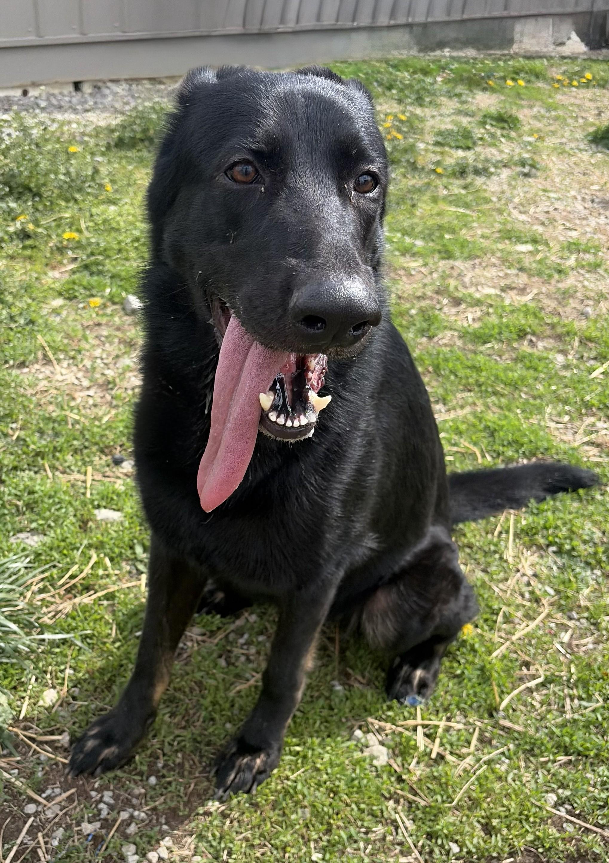 Kira, Adoptable, Young Female German Shepherd Dog.