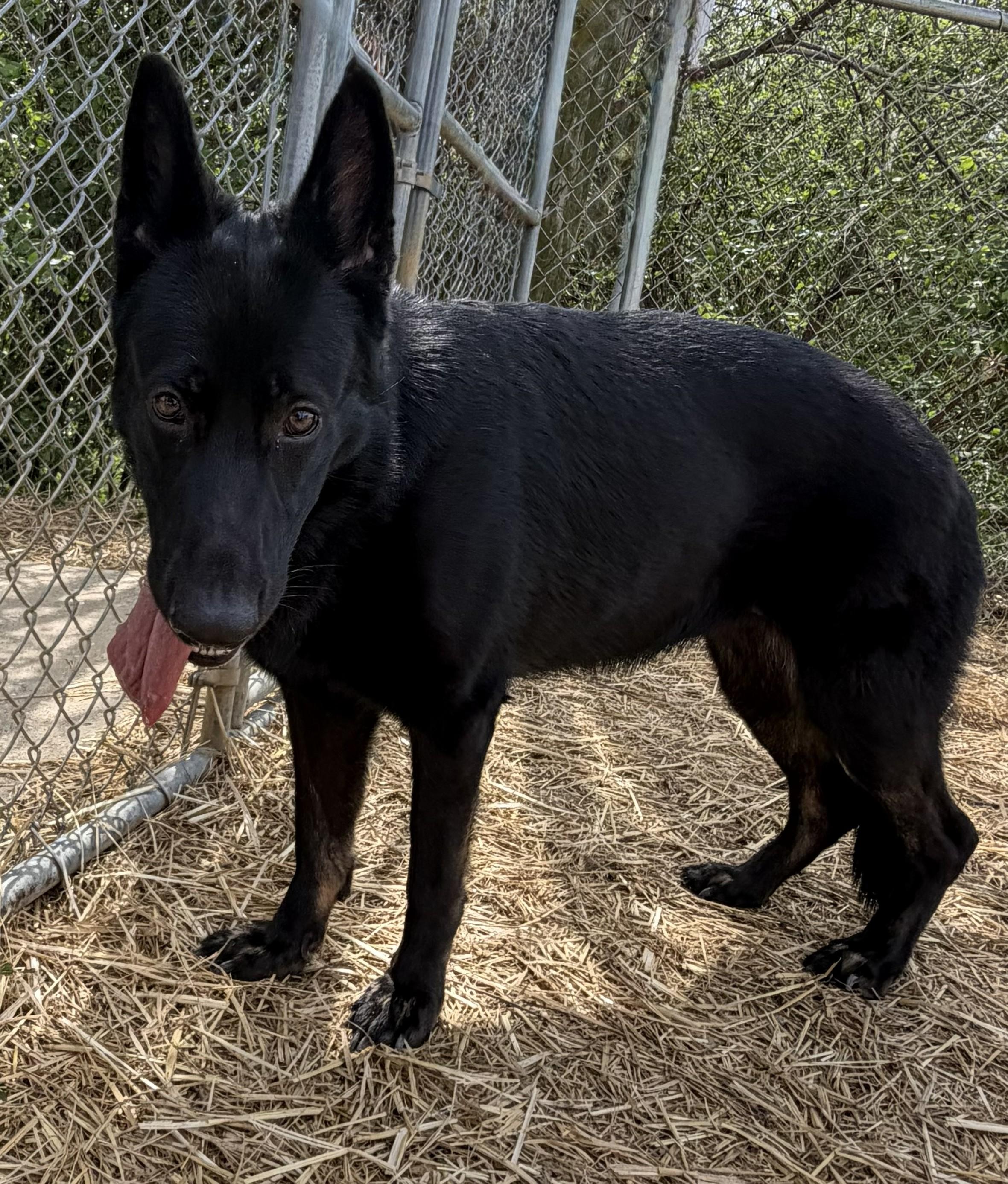 Enlarge Kira, a Adoptable German Shepherd Dog in Mount Sterling, KY image 3/5