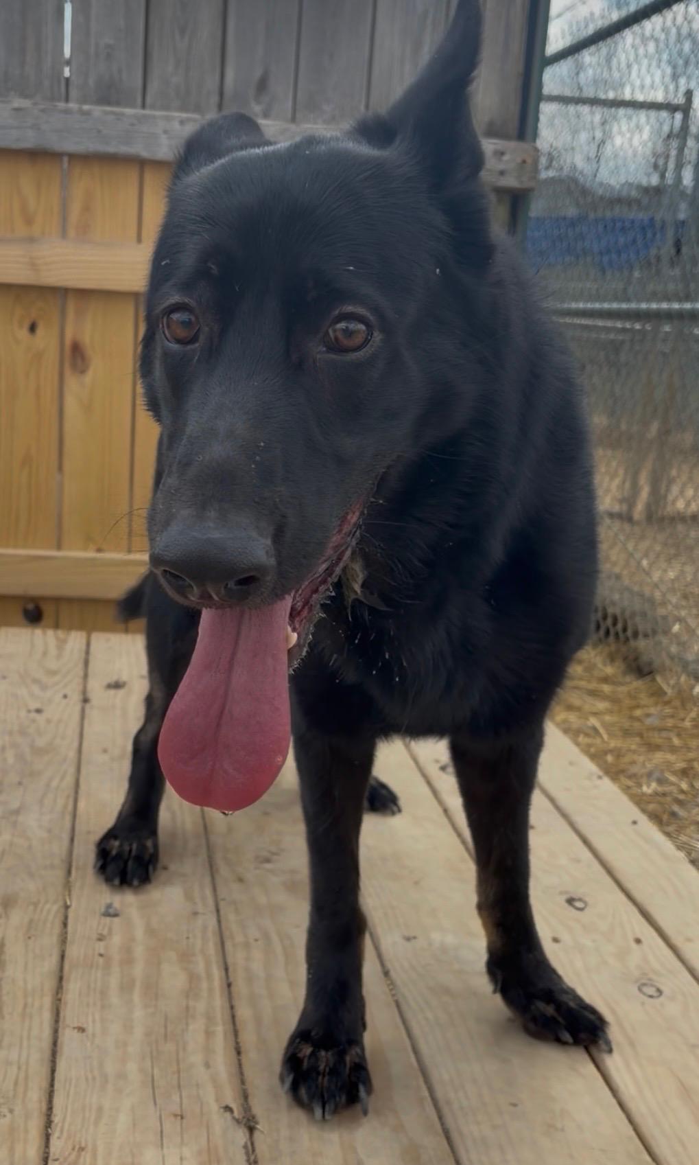 Enlarge Kira, a Adoptable German Shepherd Dog in Mount Sterling, KY image 4/5