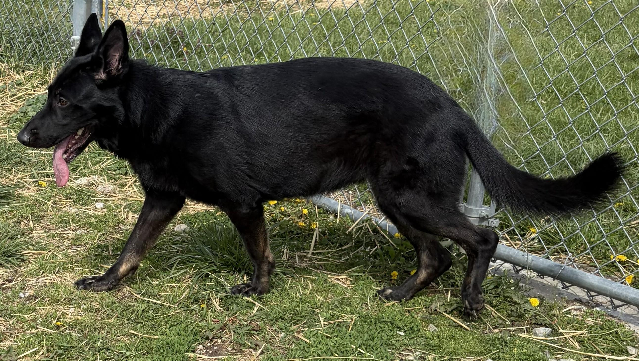 Enlarge Kira, a Adoptable German Shepherd Dog in Mount Sterling, KY image 5/5