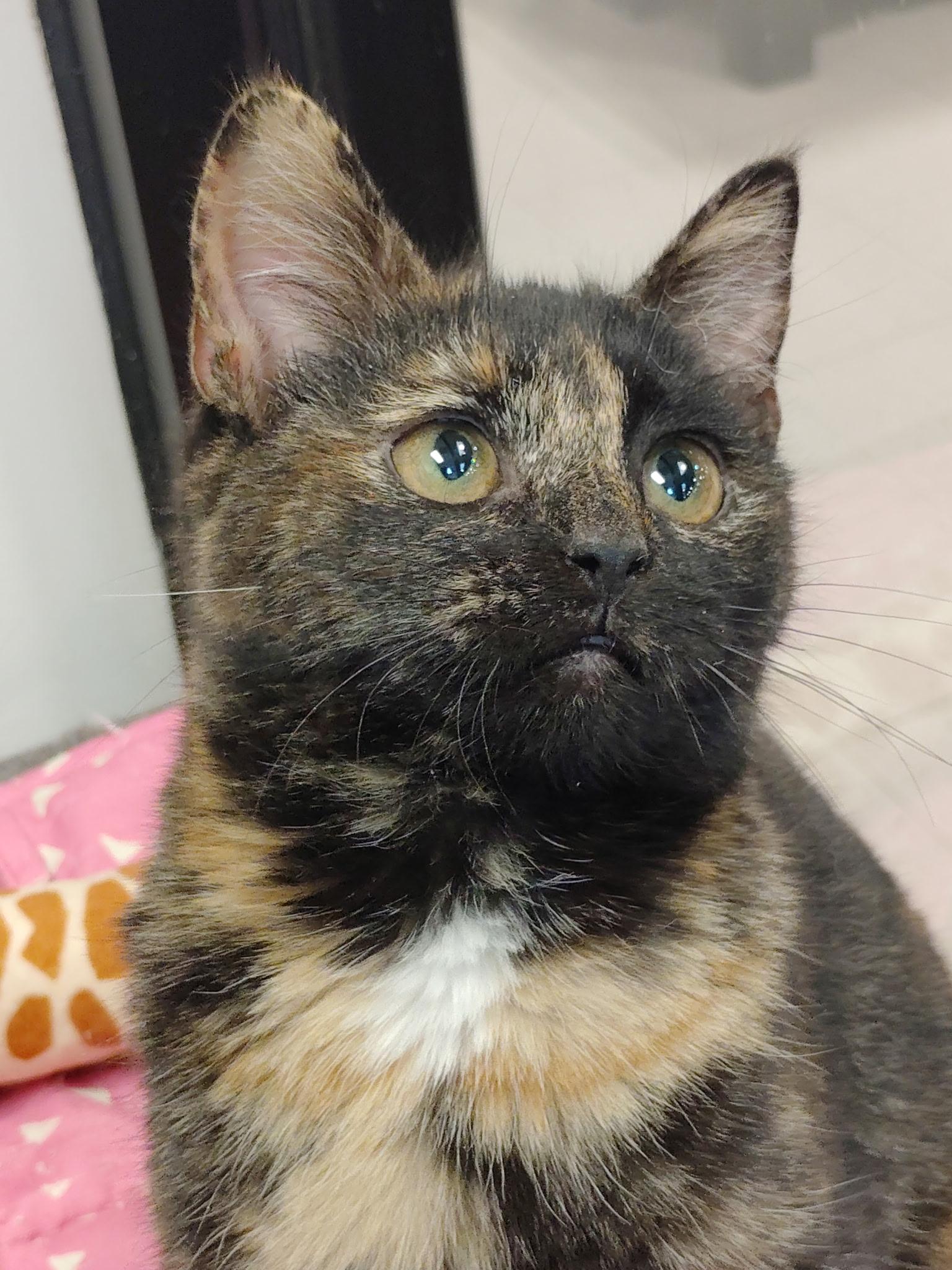 Enlarge Birdie , an adopted Dilute Tortoiseshell in Rock Hill, SC image 2/2