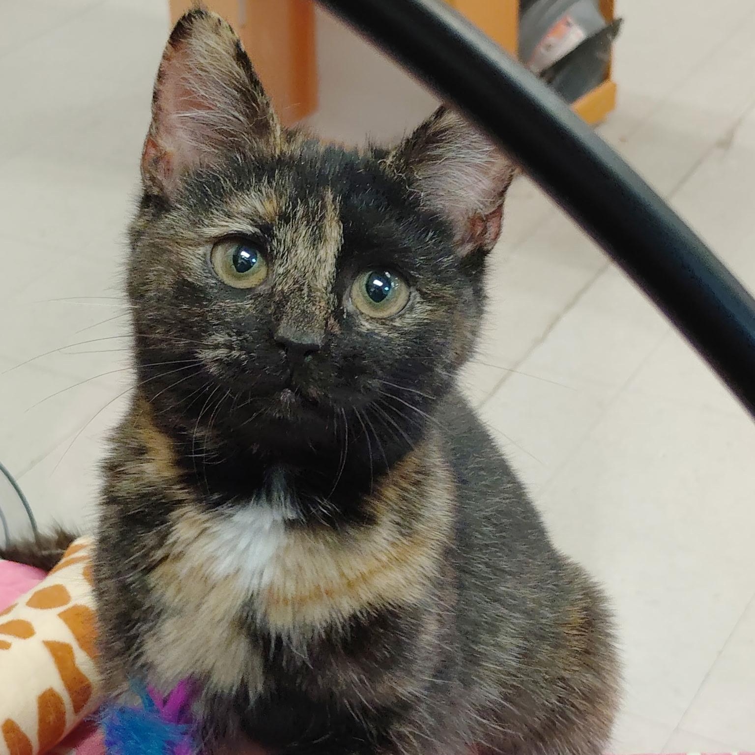 Enlarge Birdie , an adopted Dilute Tortoiseshell in Rock Hill, SC image 1/2