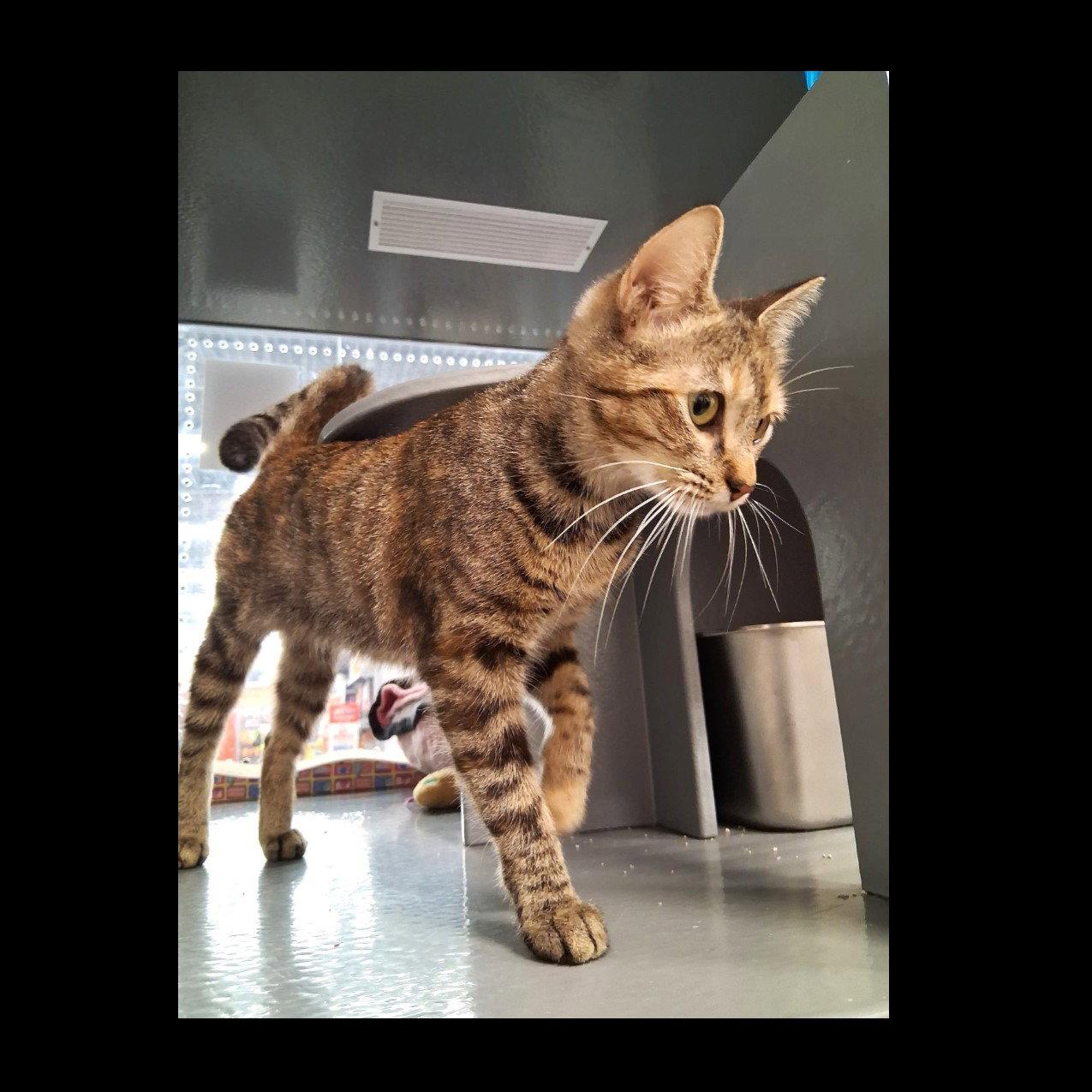 Alicent, a Adoptable Domestic Short Hair in St. Cloud, FL image 1/3