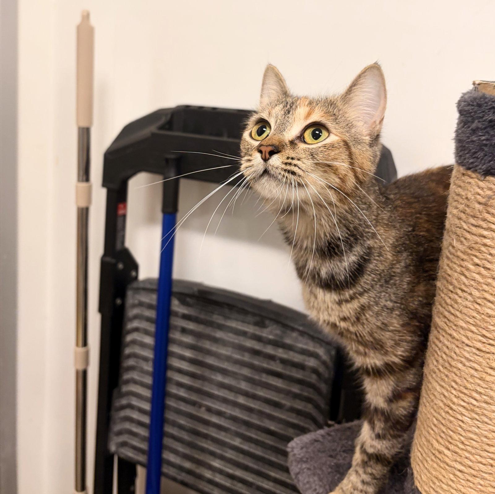 Alicent, a Adoptable Domestic Short Hair in St. Cloud, FL image 2/3