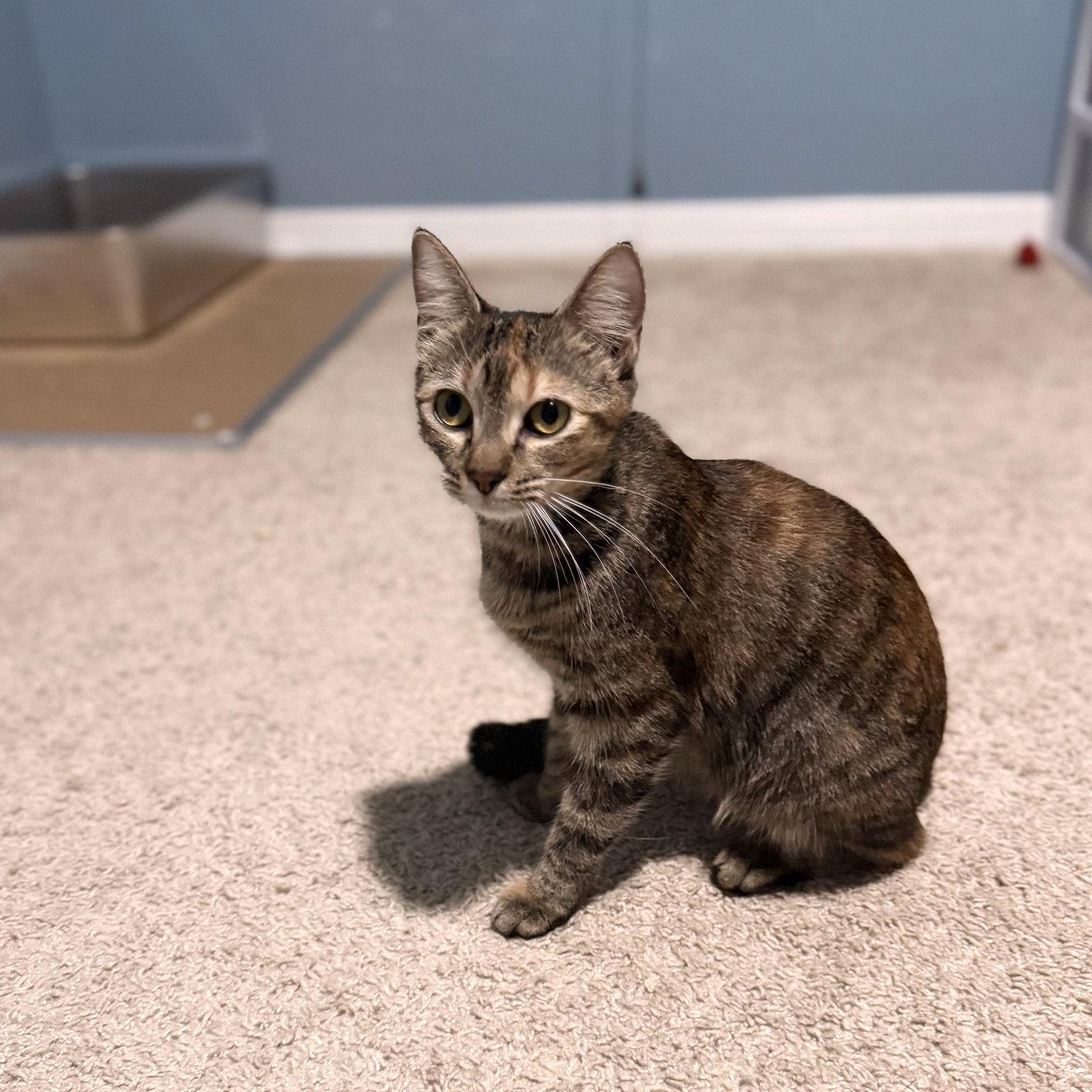 Alicent, a Adoptable Domestic Short Hair in St. Cloud, FL image 3/3