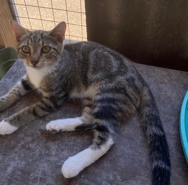 Pi, a Adoptable Tabby in Mobile, AL image 2/2