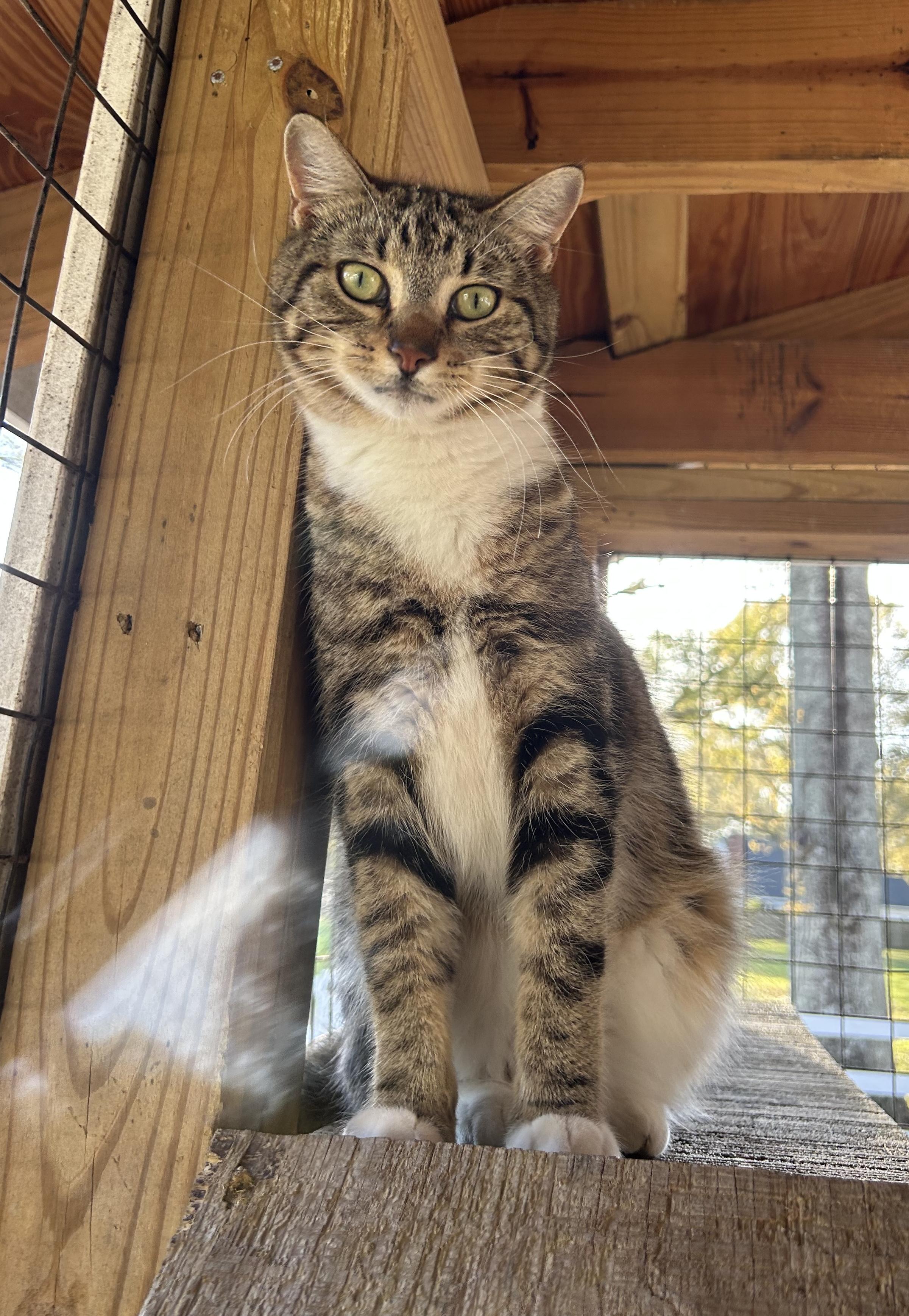 Pi, a Adoptable Tabby in Mobile, AL image 1/2
