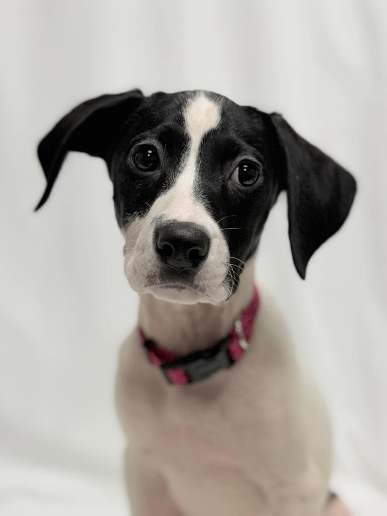 Platinum the Mixed Breed Puppy, a Adoptable mixed breed in Muskego, WI image 2/6