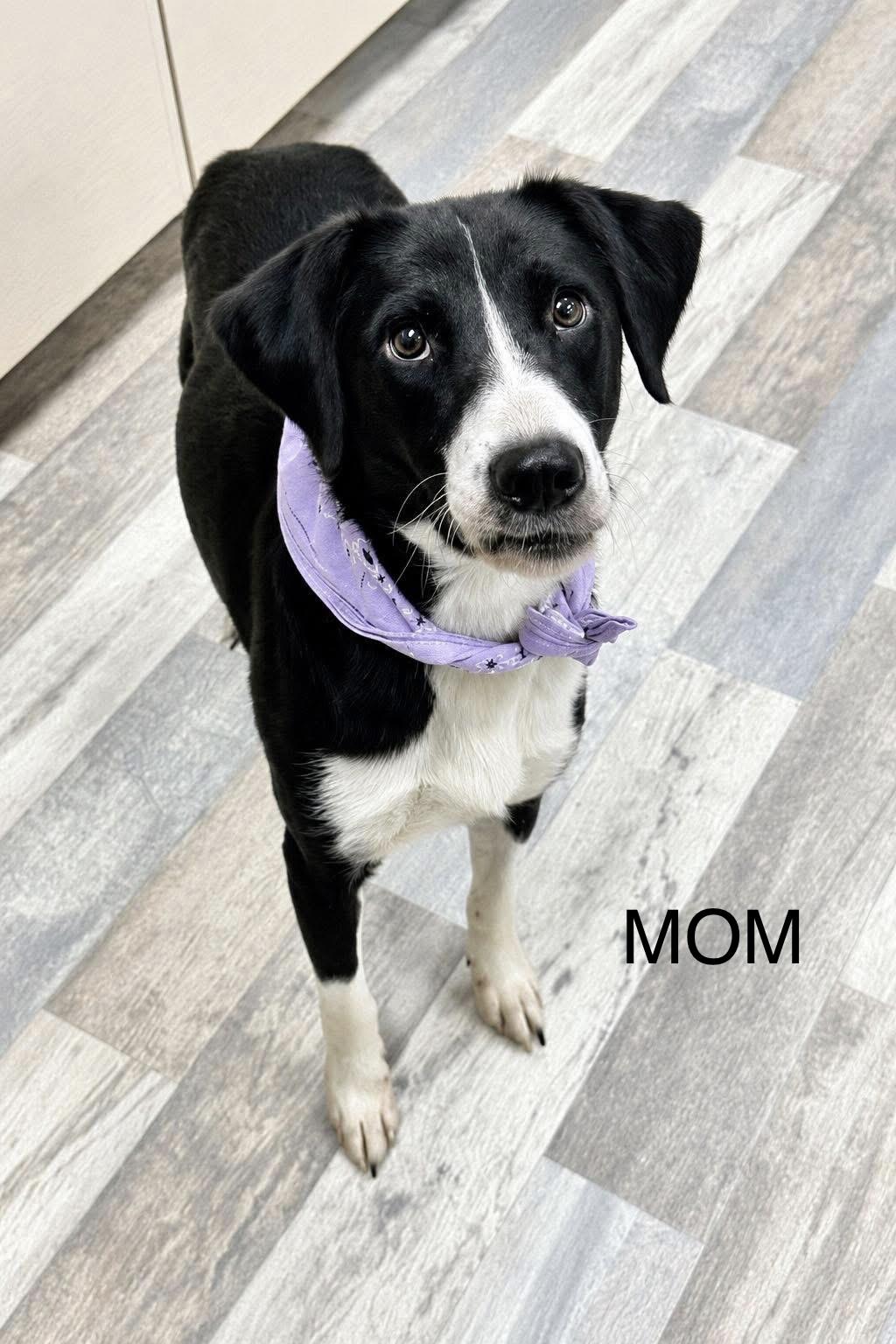 Platinum the Mixed Breed Puppy, a Adoptable mixed breed in Muskego, WI image 4/6