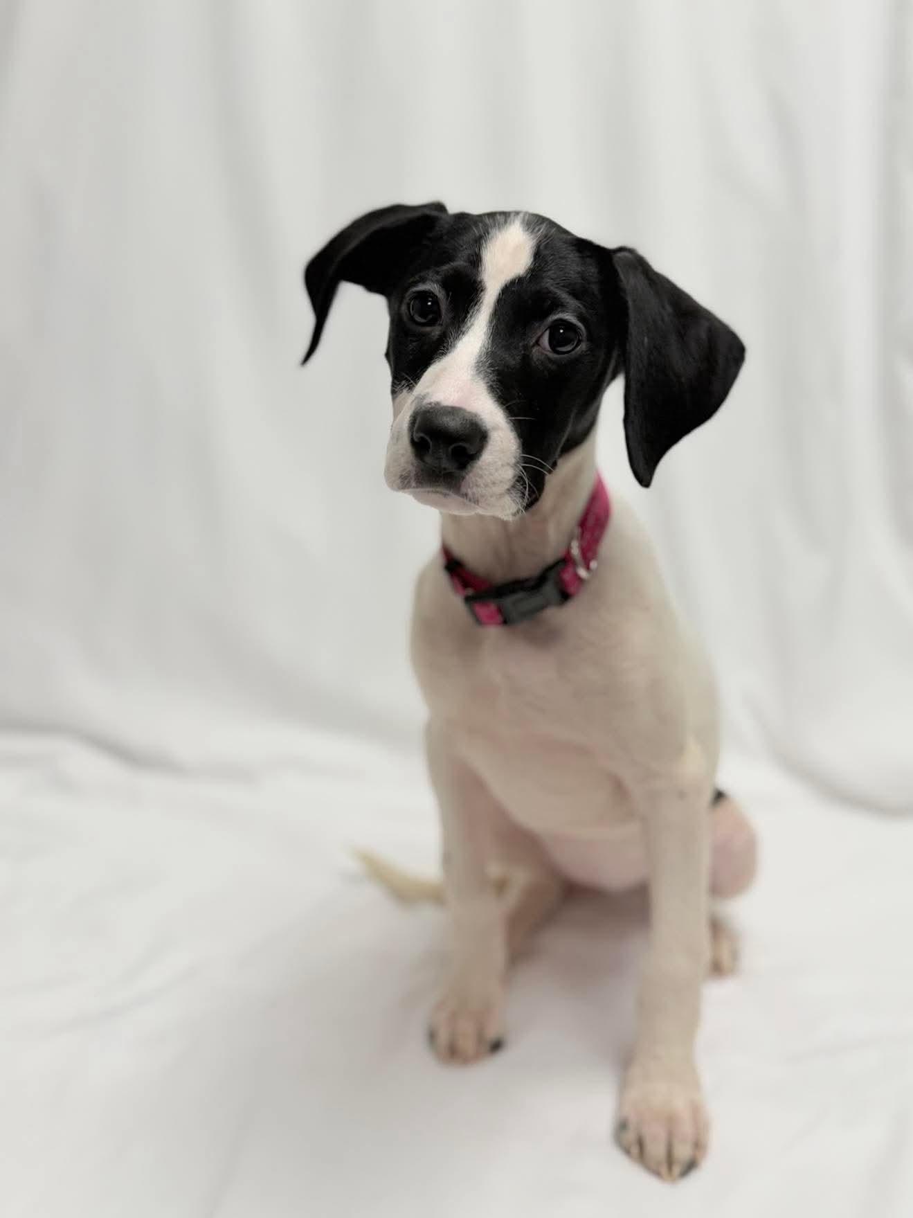 Platinum the Mixed Breed Puppy, a Adoptable mixed breed in Muskego, WI image 3/6