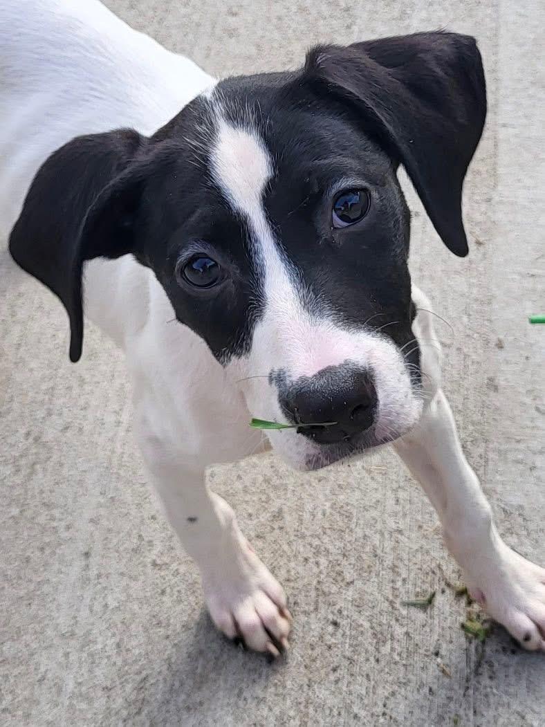 Platinum the Mixed Breed Puppy, a Adoptable mixed breed in Muskego, WI image 6/6