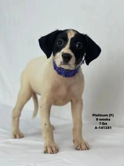 Platinum the Mixed Breed Puppy, a Adoptable mixed breed in Muskego, WI image 5/6