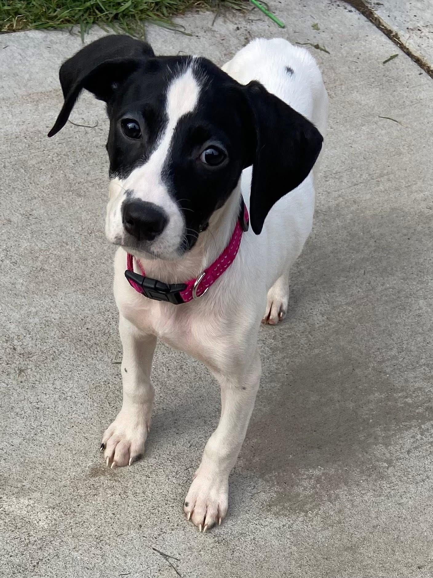 Platinum the Mixed Breed Puppy, a Adoptable mixed breed in Muskego, WI image 1/6
