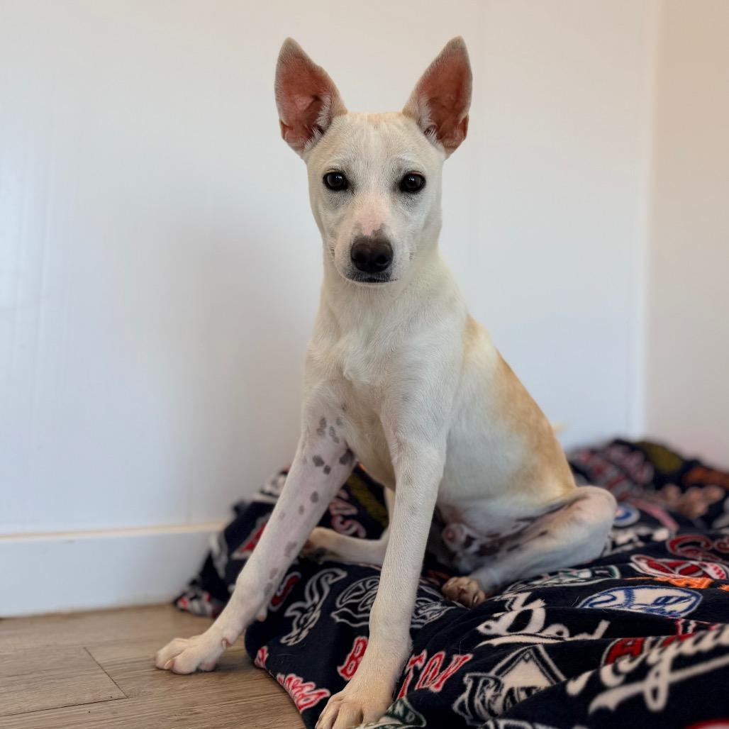 Ozzy, Adoptable, Puppy Male Carolina Dog & Mixed Breed.