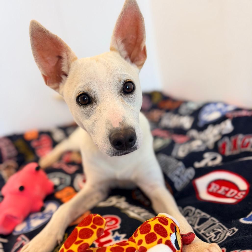 Enlarge Ozzy, a Adoptable mixed breed in Green Bay, WI image 2/6