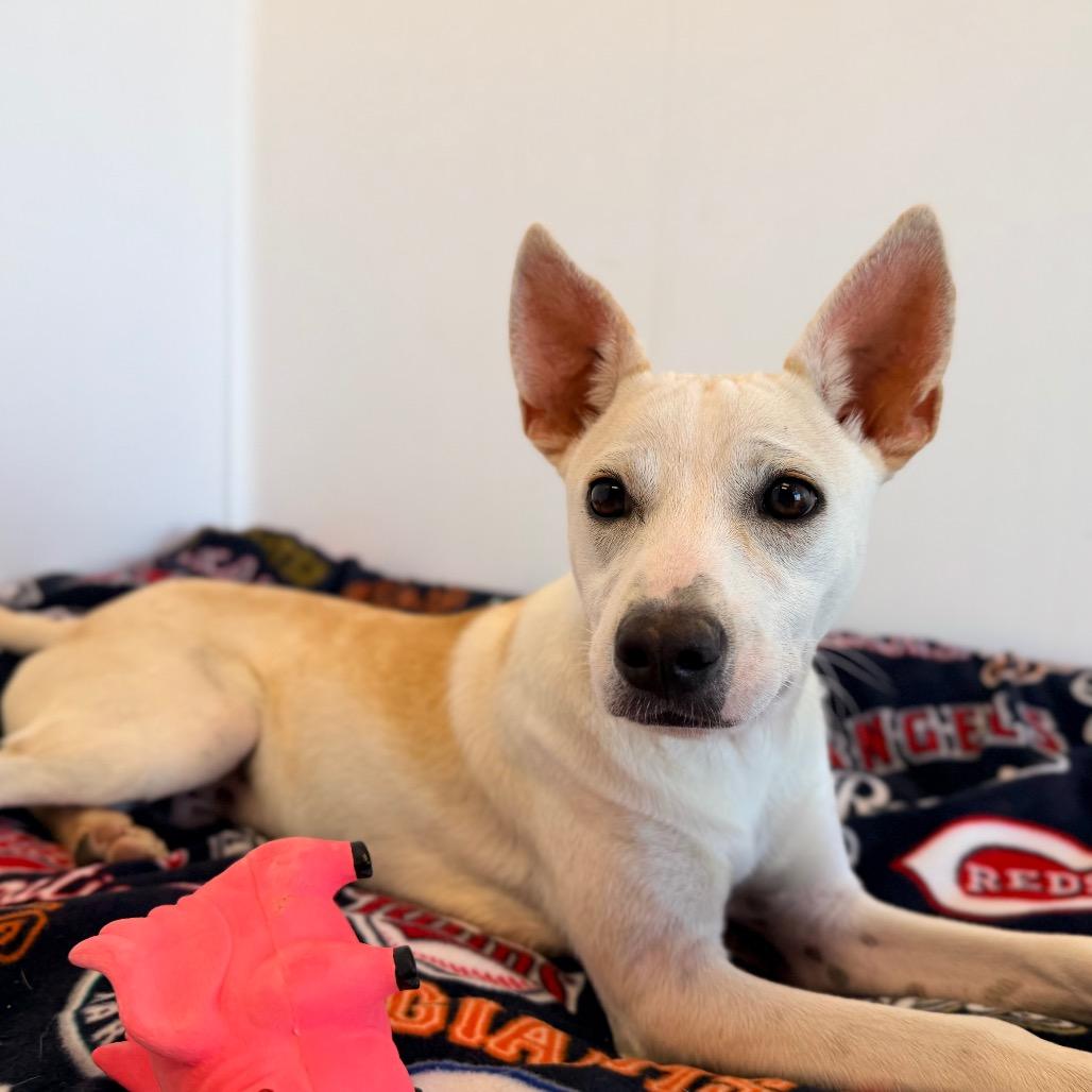 Enlarge Ozzy, a Adoptable mixed breed in Green Bay, WI image 3/6