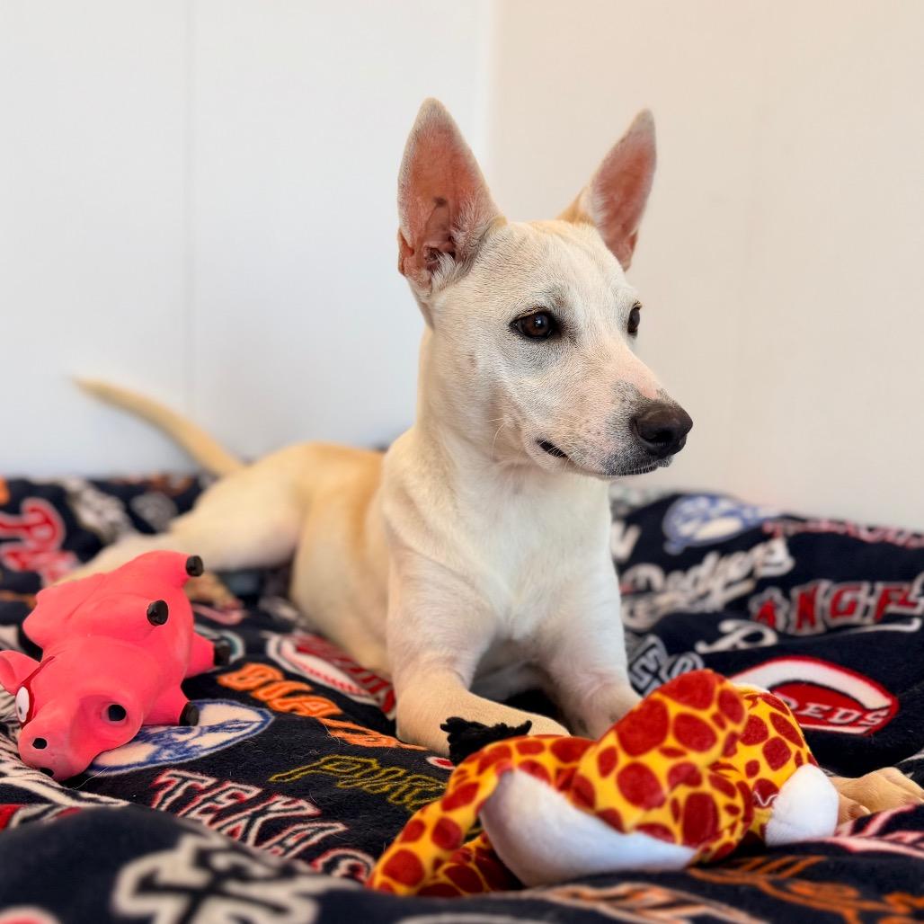 Enlarge Ozzy, a Adoptable mixed breed in Green Bay, WI image 4/6