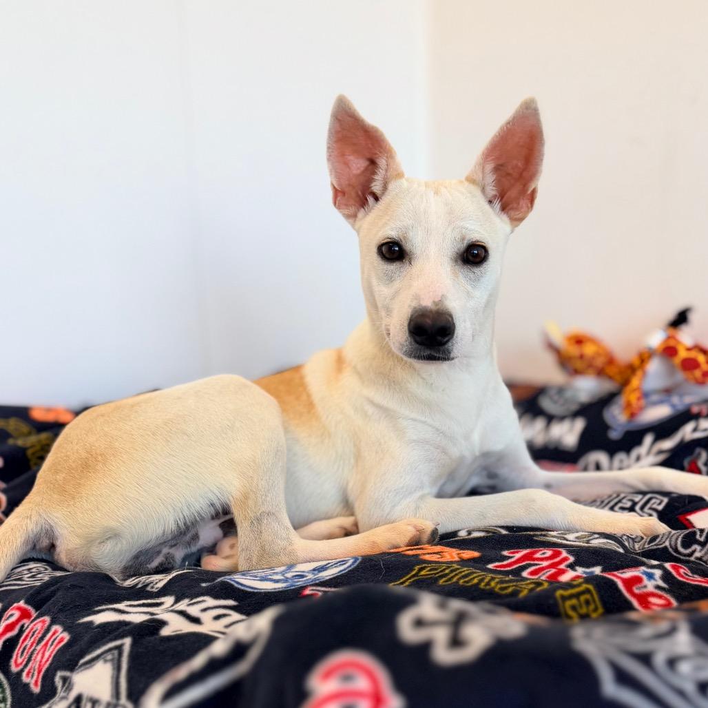 Enlarge Ozzy, a Adoptable mixed breed in Green Bay, WI image 5/6