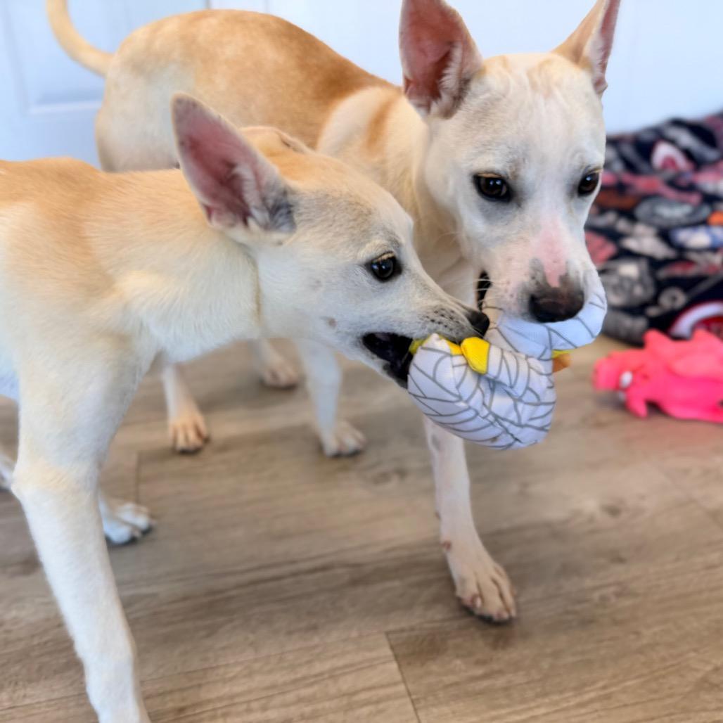 Enlarge Ozzy, a Adoptable mixed breed in Green Bay, WI image 6/6