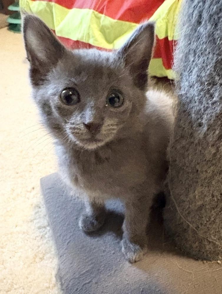 Enlarge Tiffany, a Adoptable Domestic Short Hair in Rochester, IN image 1/1