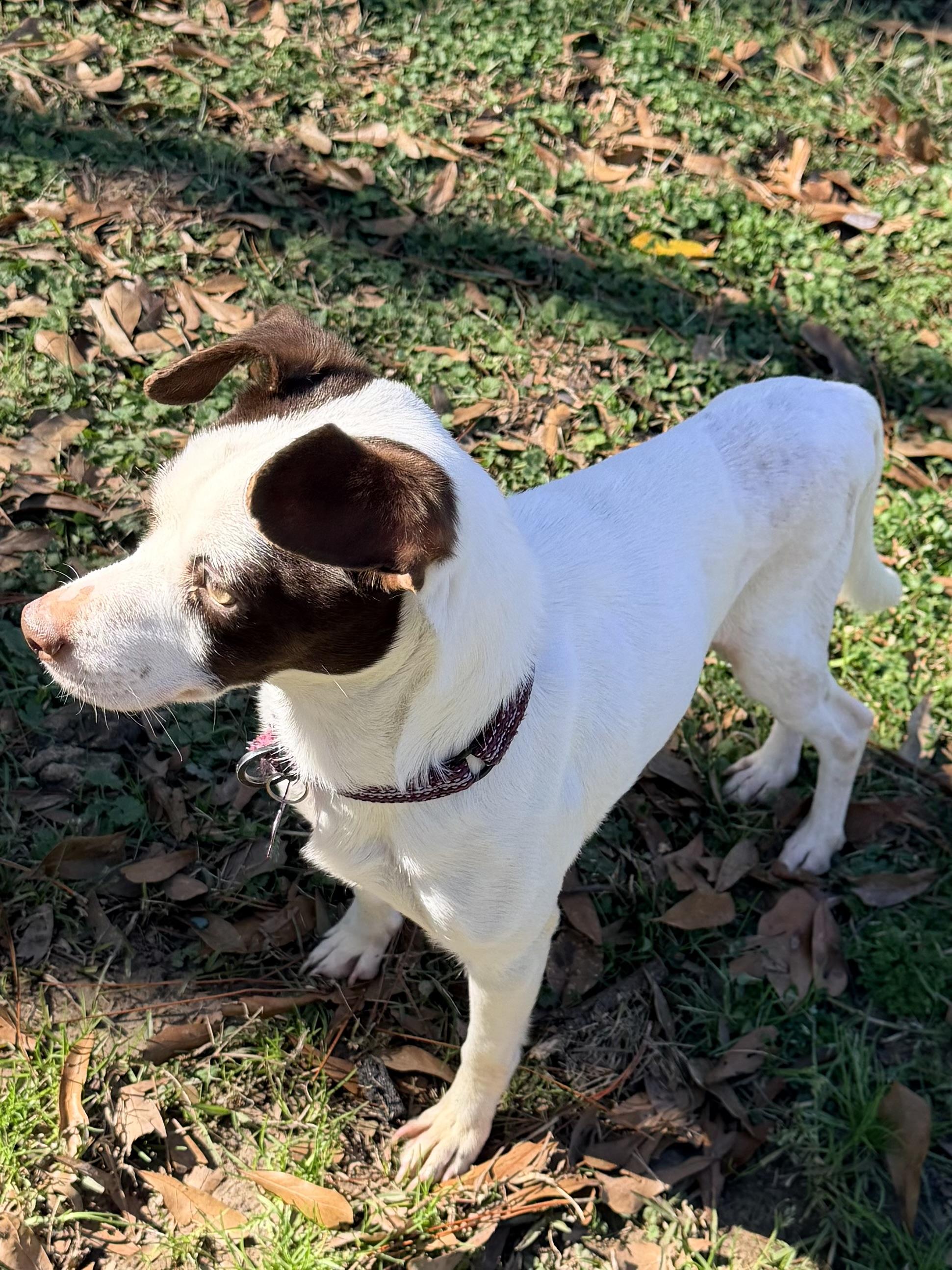Enlarge Frost, a ADOPTABLE mixed breed in Baker, LA image 5/6