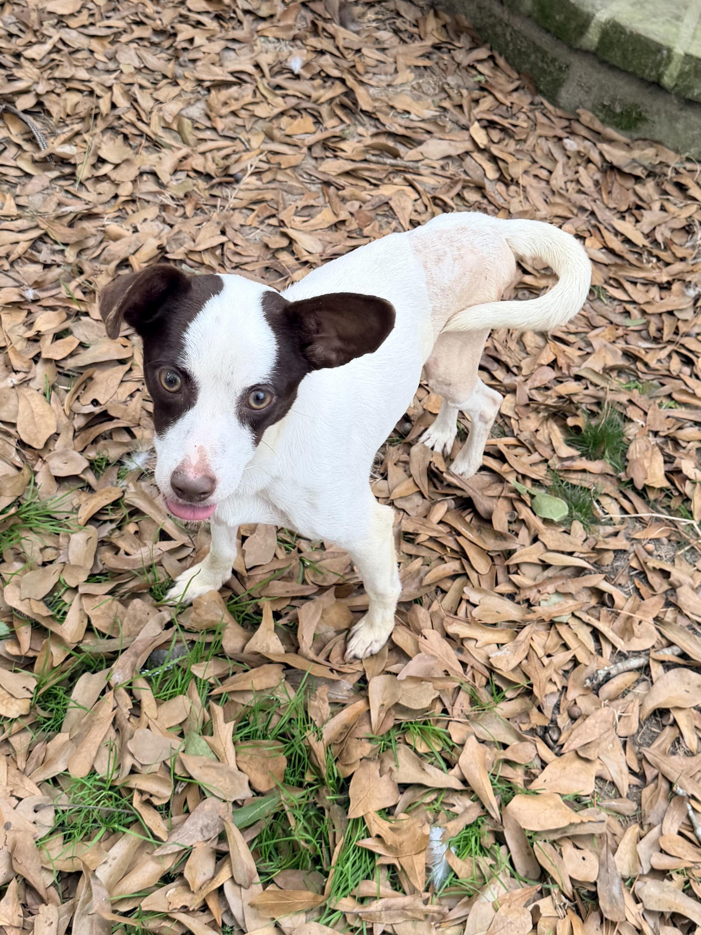 Frost, a ADOPTABLE mixed breed in Baker, LA image 1/5