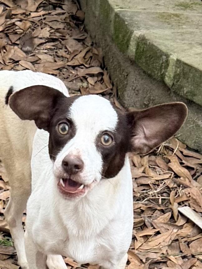 Frost, a ADOPTABLE mixed breed in Baker, LA image 5/5