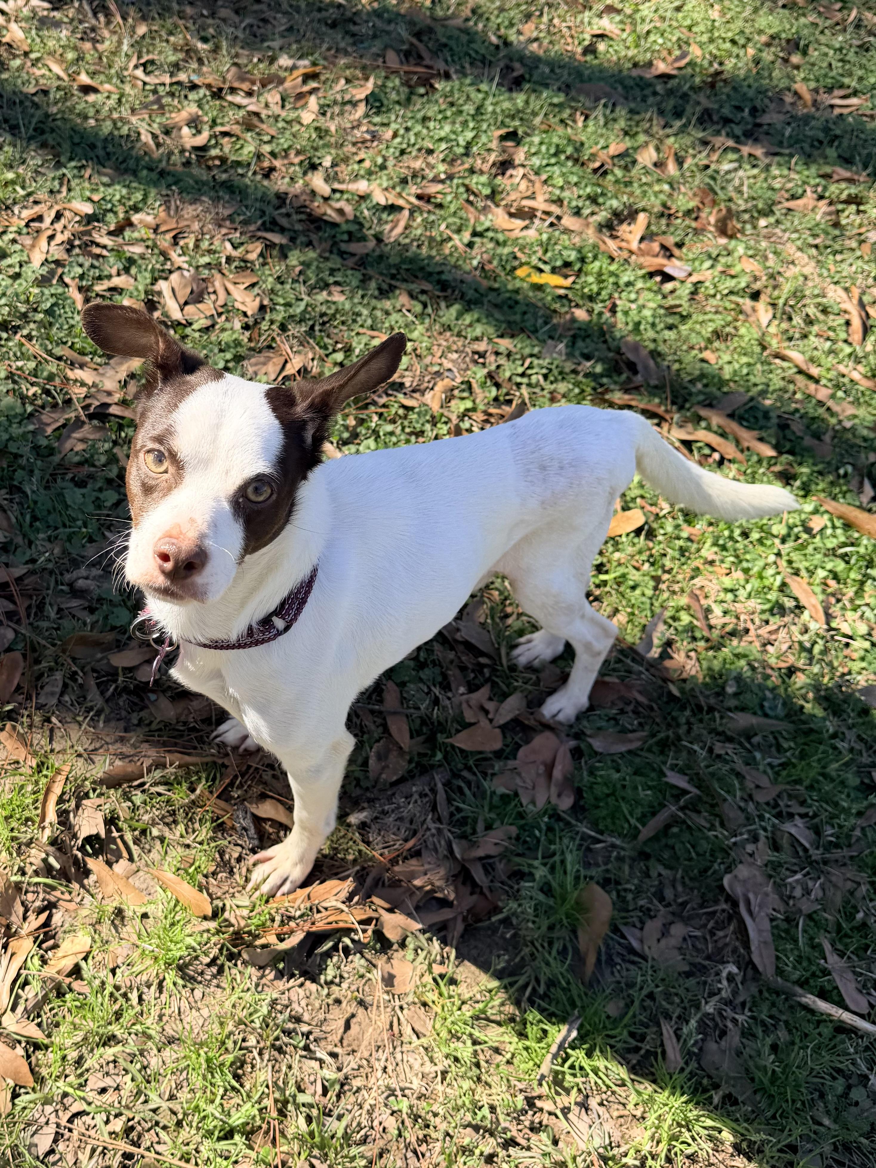 Enlarge Frost, a ADOPTABLE mixed breed in Baker, LA image 6/6