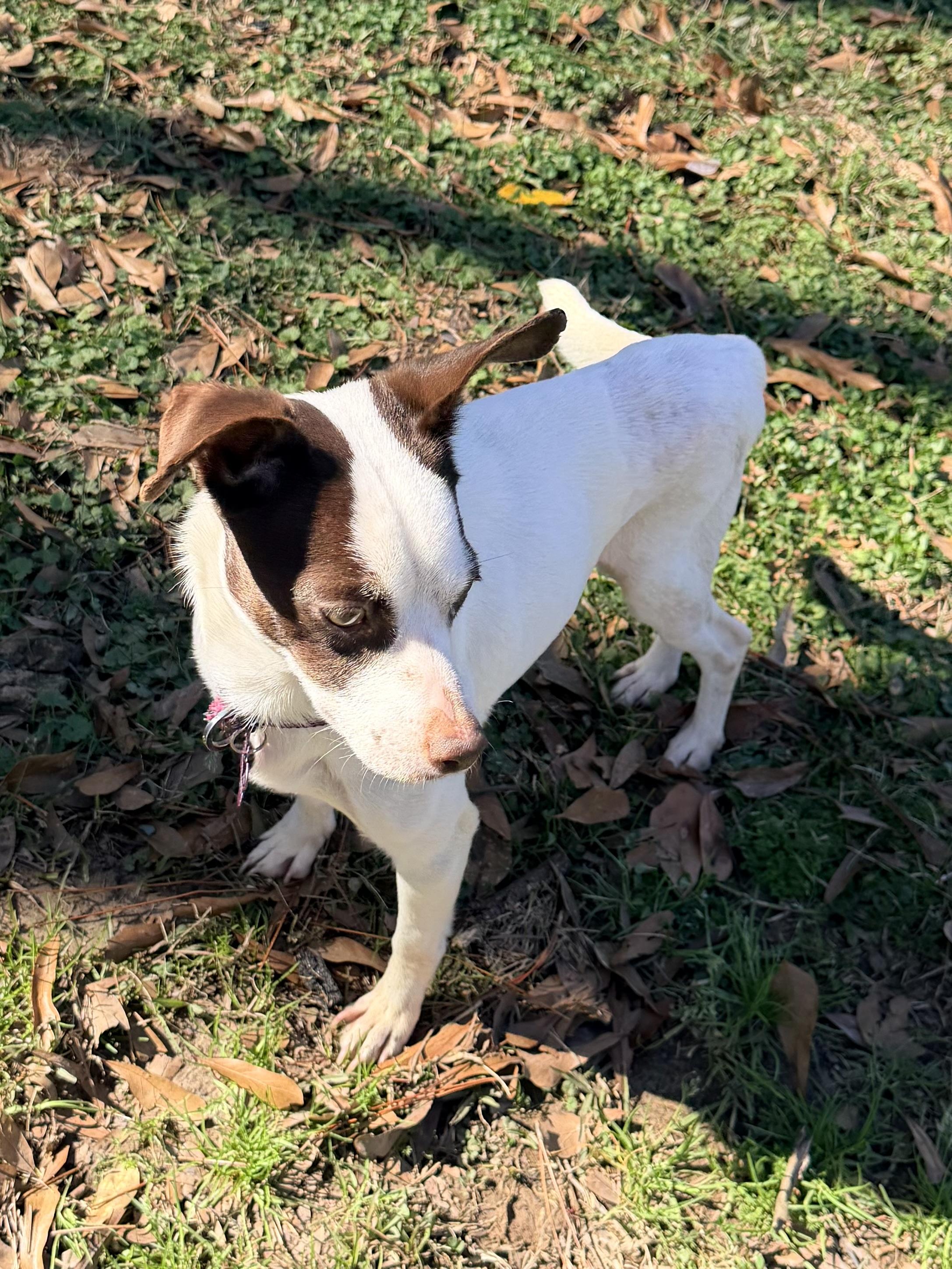 Enlarge Frost, a ADOPTABLE mixed breed in Baker, LA image 4/6