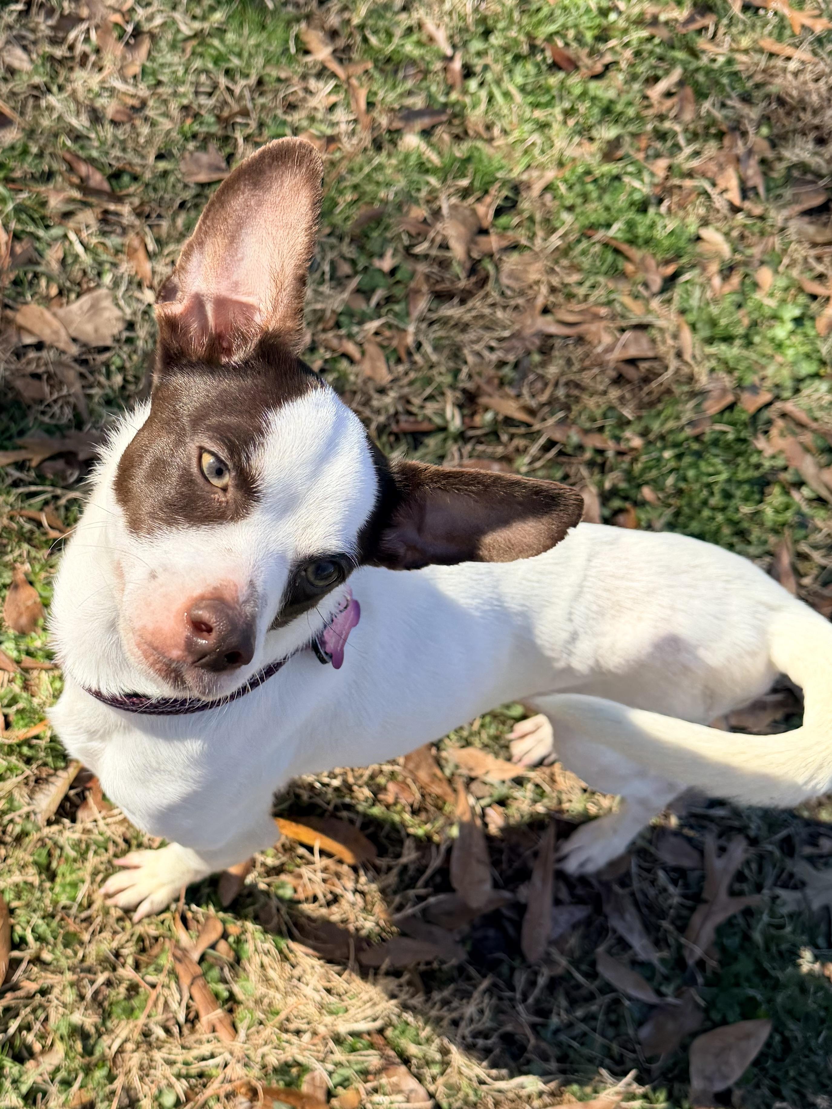 Frost, ADOPTABLE, Adult Male Terrier & Chihuahua.