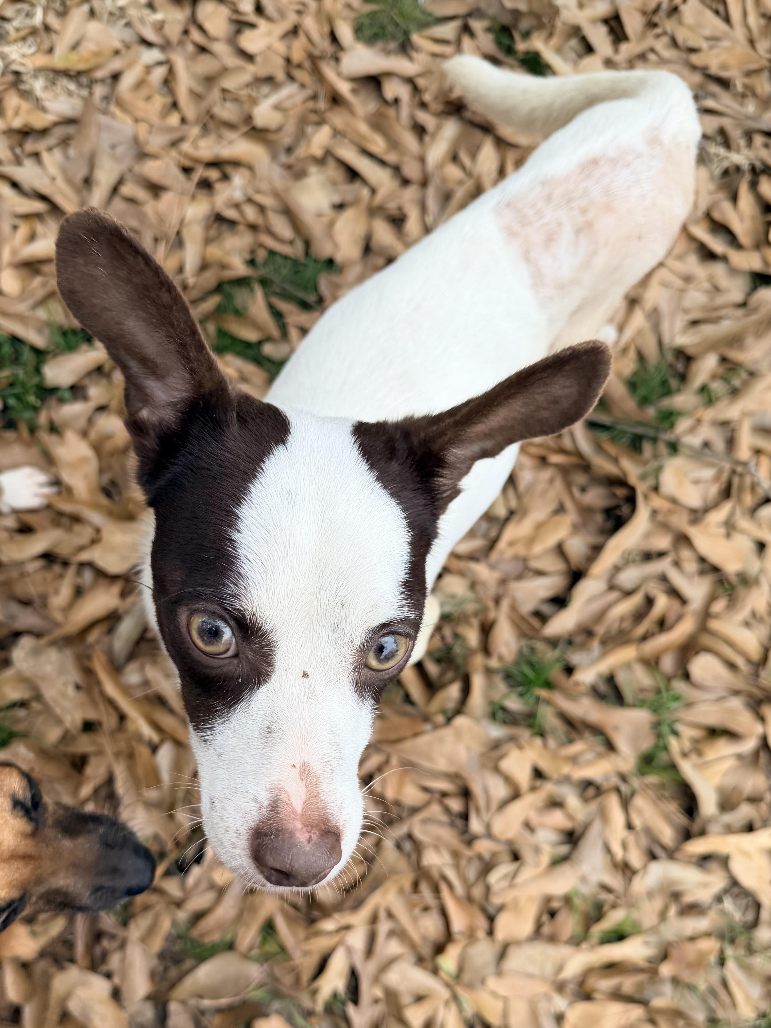 Frost, a ADOPTABLE mixed breed in Baker, LA image 2/5