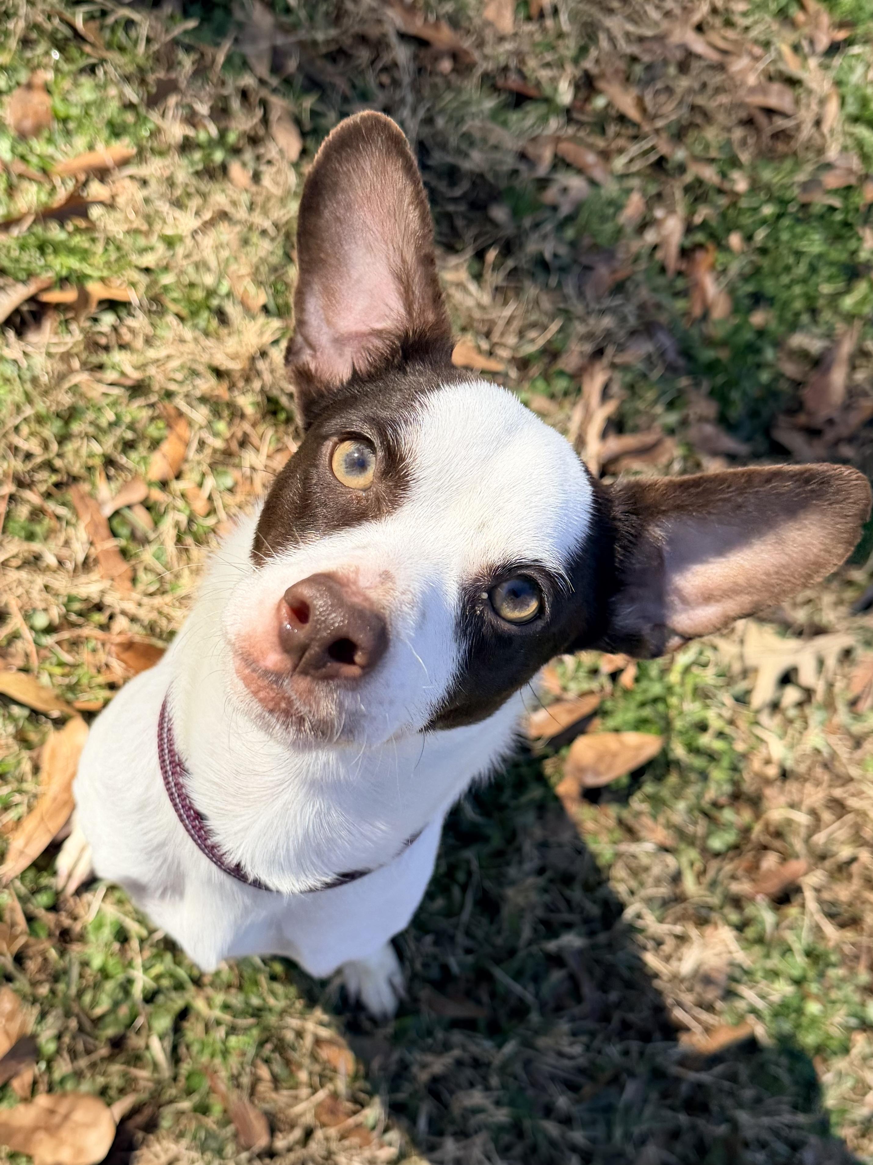 Enlarge Frost, a ADOPTABLE mixed breed in Baker, LA image 3/6