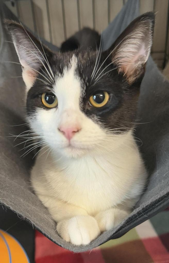 Alice, a Adoptable mixed breed in Ontario, OR image 1/4