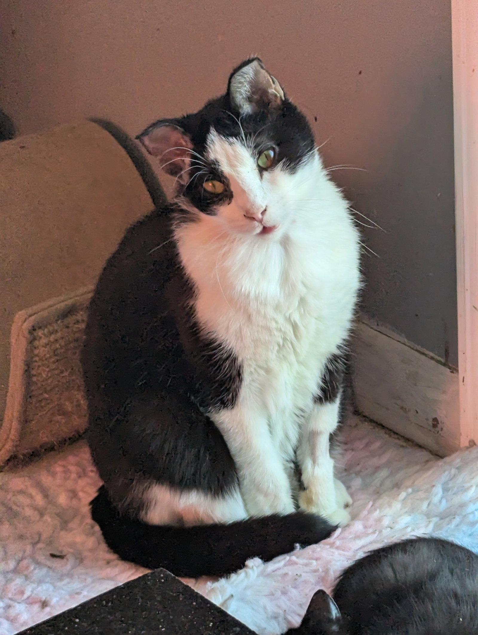 Enlarge Freddy, a Adoptable Domestic Short Hair in Waterloo, IA image 1/1