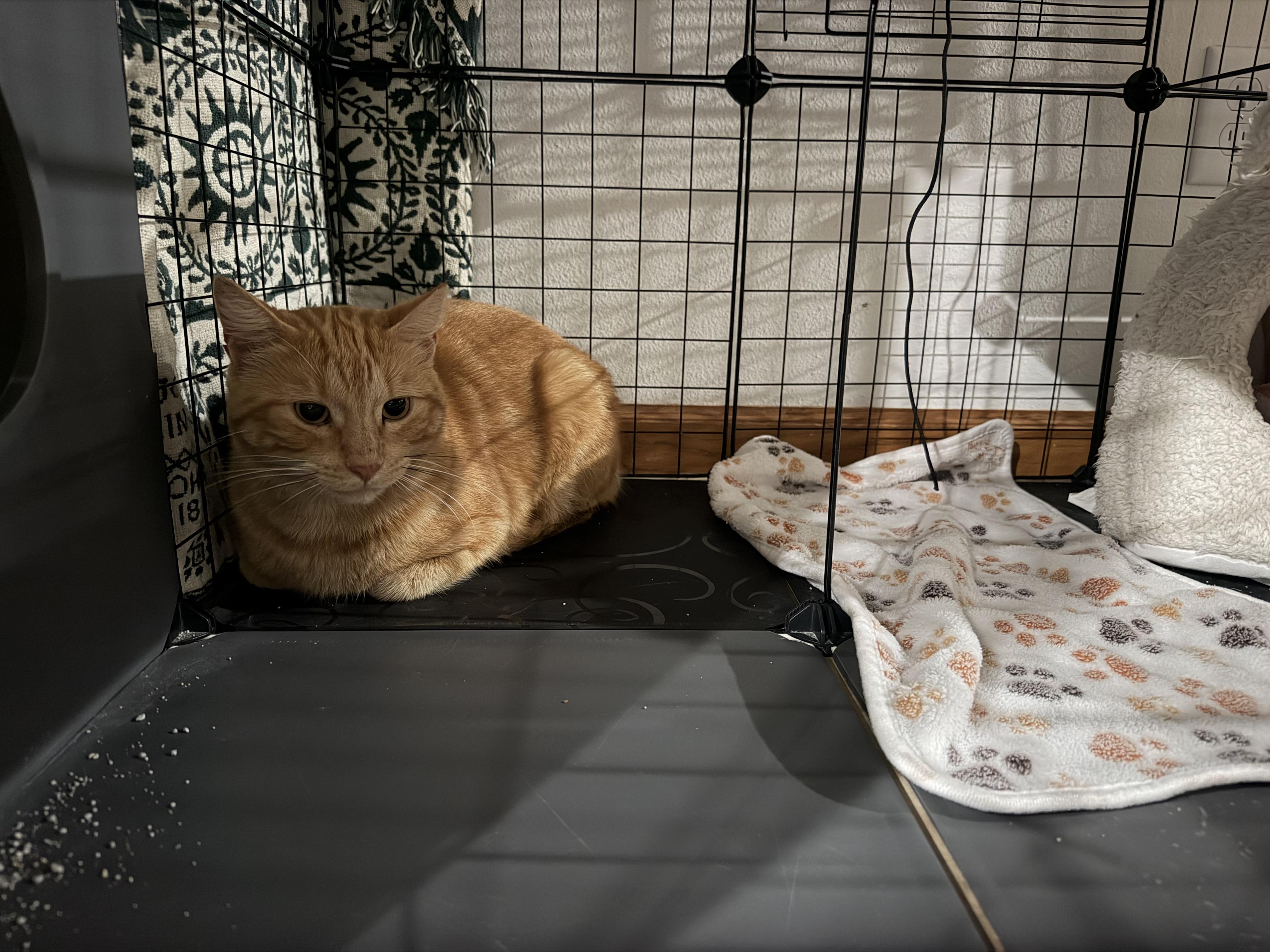 Enlarge Jasper, a Adoptable American Shorthair in GALESVILLE, WI image 5/6