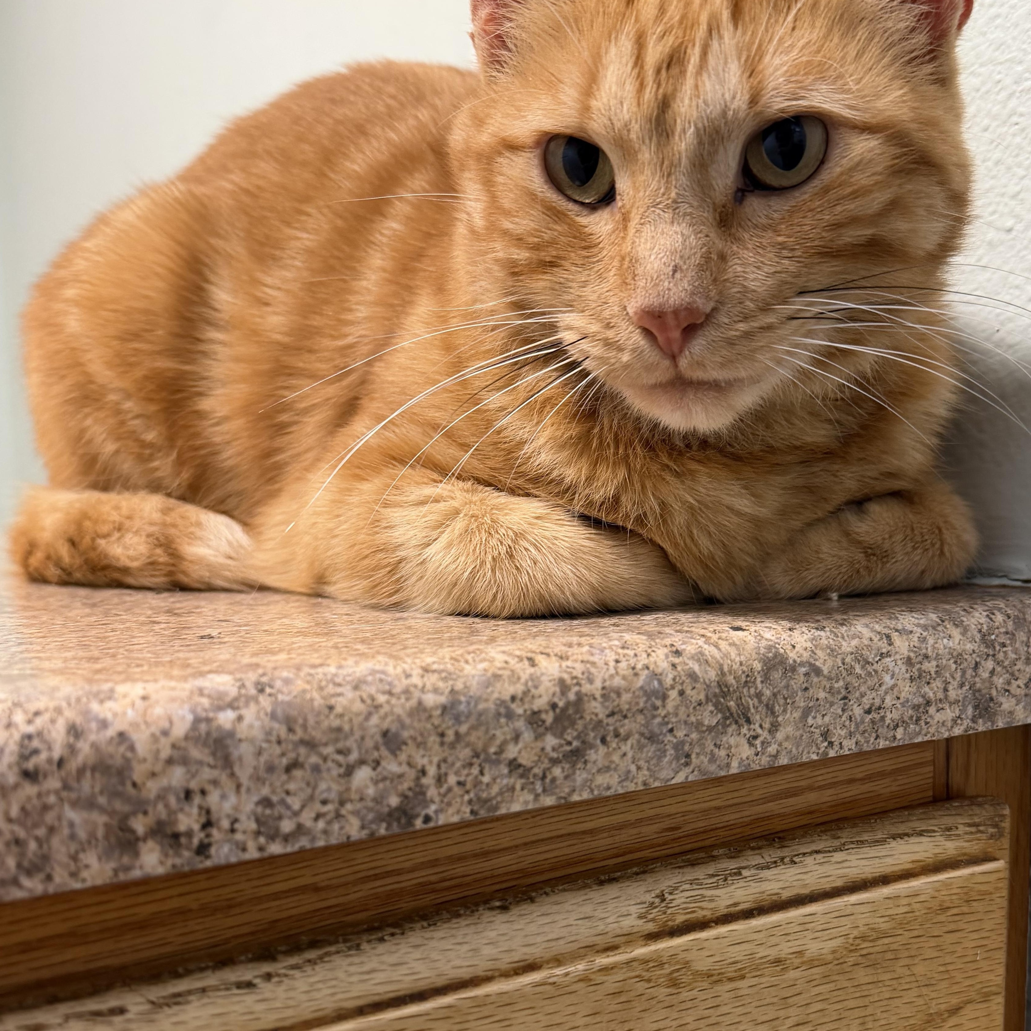 Enlarge Jasper, a Adoptable American Shorthair in GALESVILLE, WI image 4/6