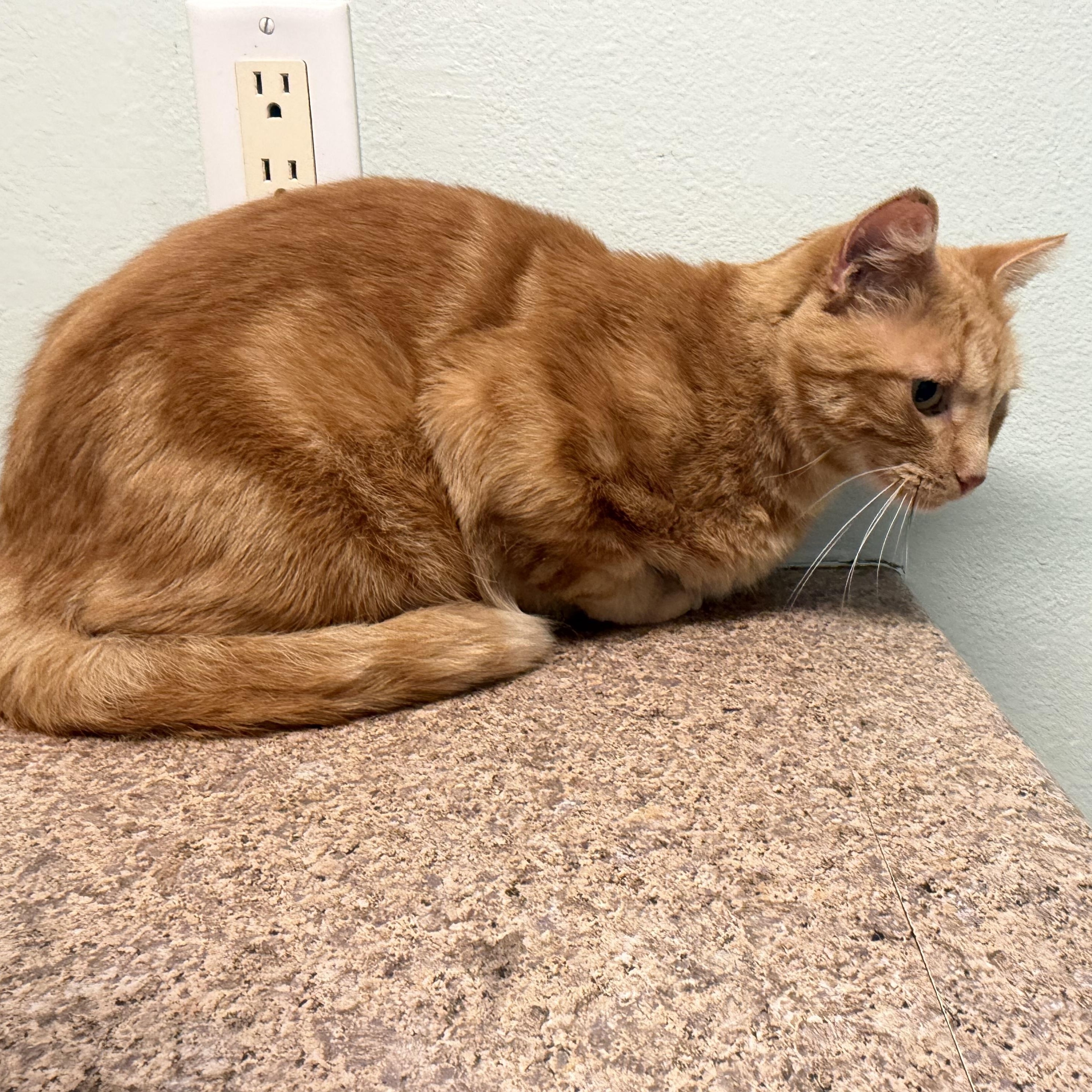Enlarge Jasper, a Adoptable American Shorthair in GALESVILLE, WI image 3/6