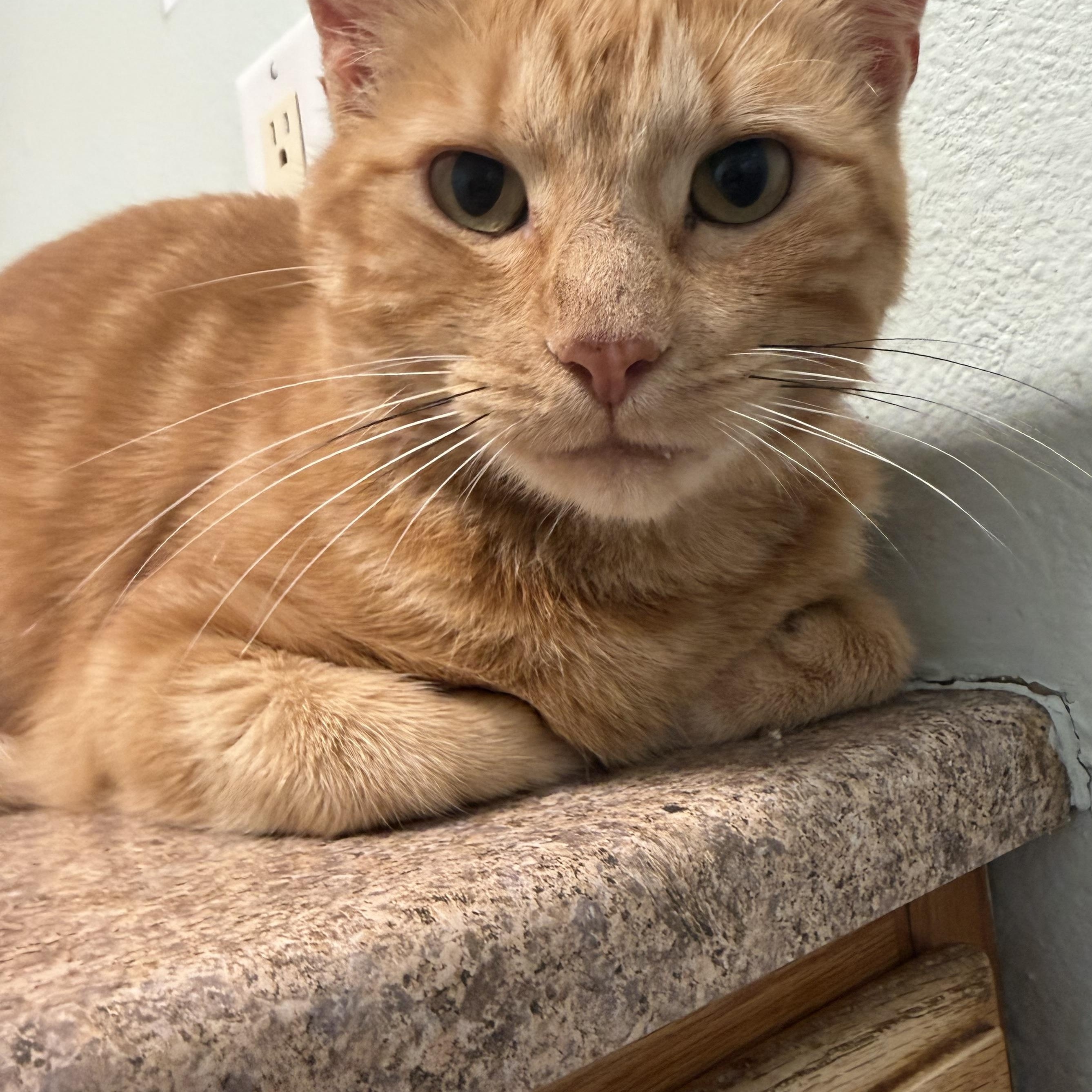 Enlarge Jasper, a Adoptable American Shorthair in GALESVILLE, WI image 2/6