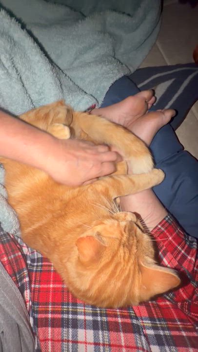 Enlarge Jasper, a Adoptable American Shorthair in GALESVILLE, WI video 6/6