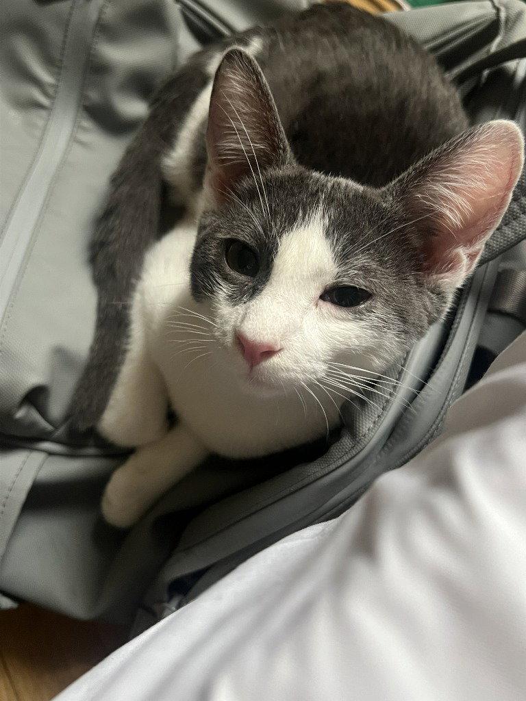 26-21 Ulysses, Adoptable, Kitten Male Domestic Short Hair.
