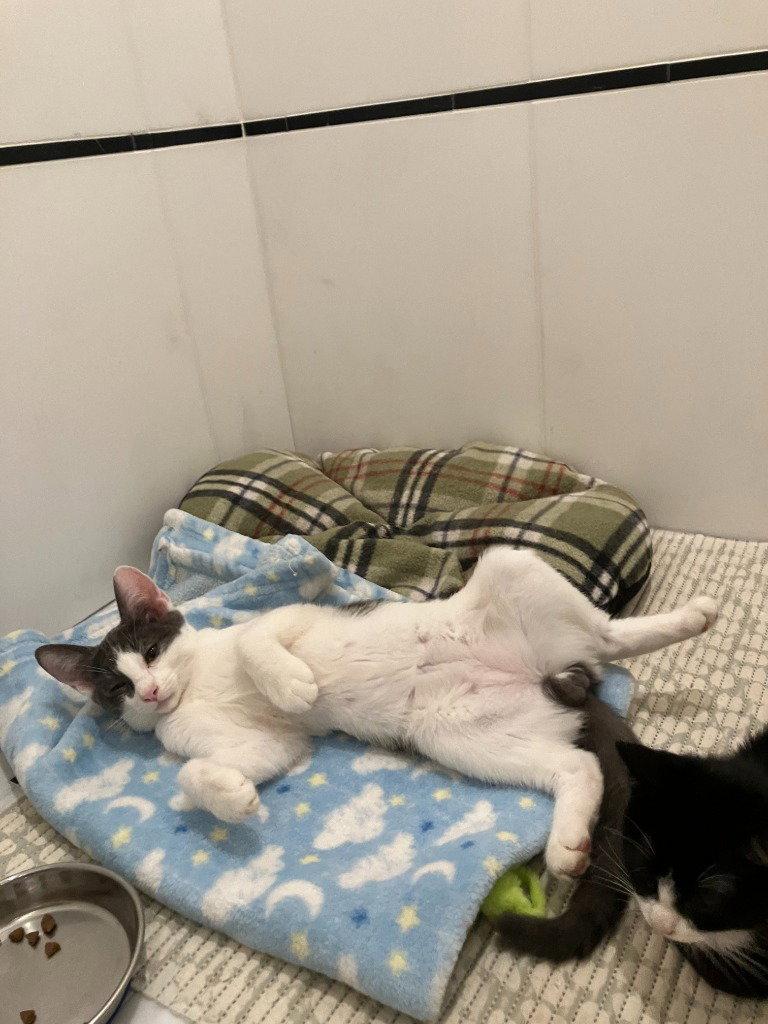 26-21 Ulysses, a Adoptable Domestic Short Hair in St. Helens, OR image 2/2
