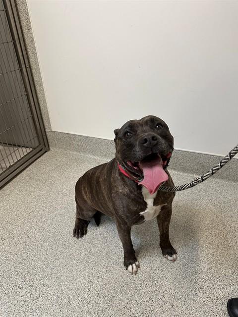 ZEUS, Adoptable, Adult Male Pit Bull Terrier.